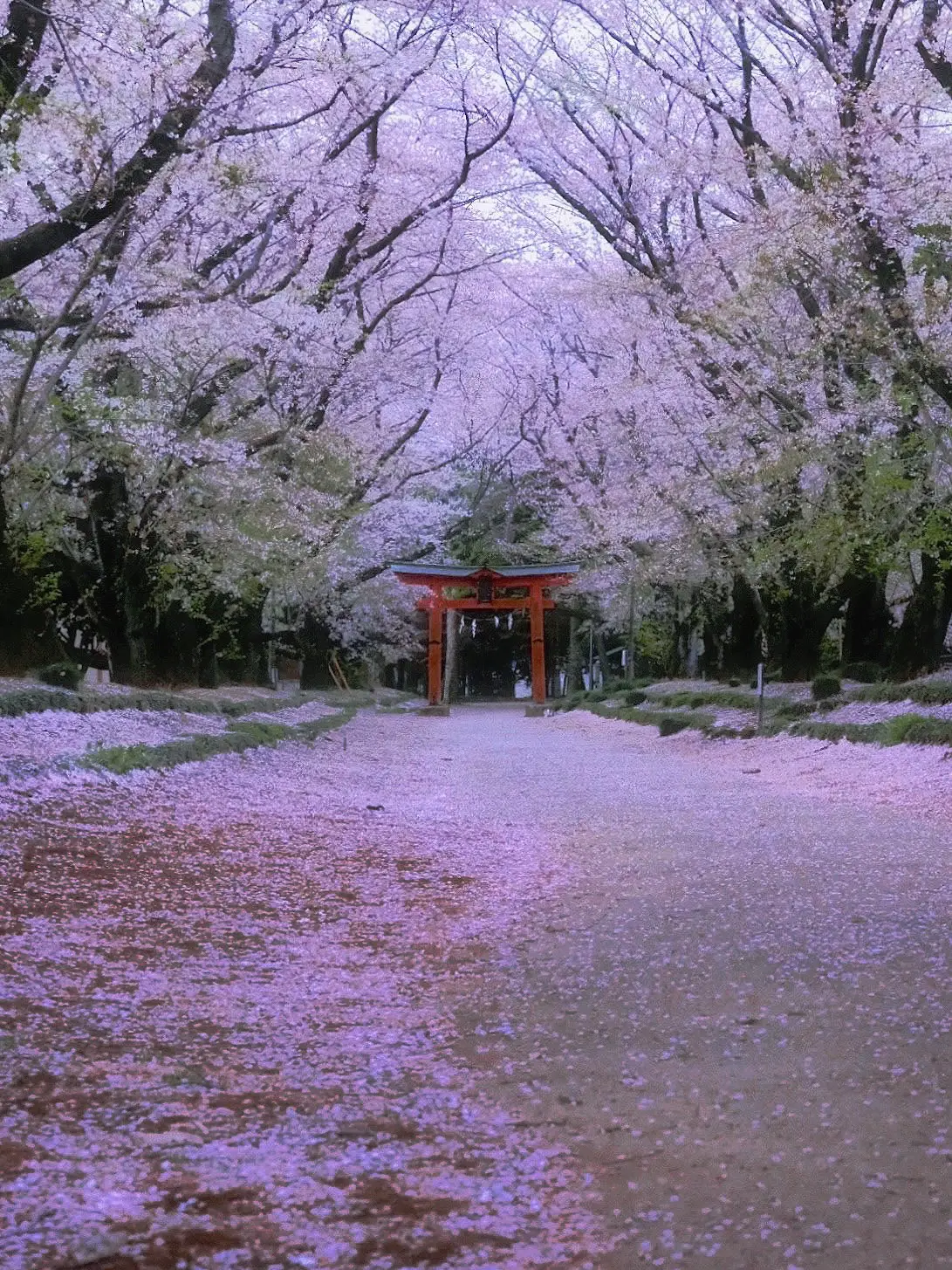 花びら散る桜参道🌸 | kiyouが投稿したフォトブック | Lemon8