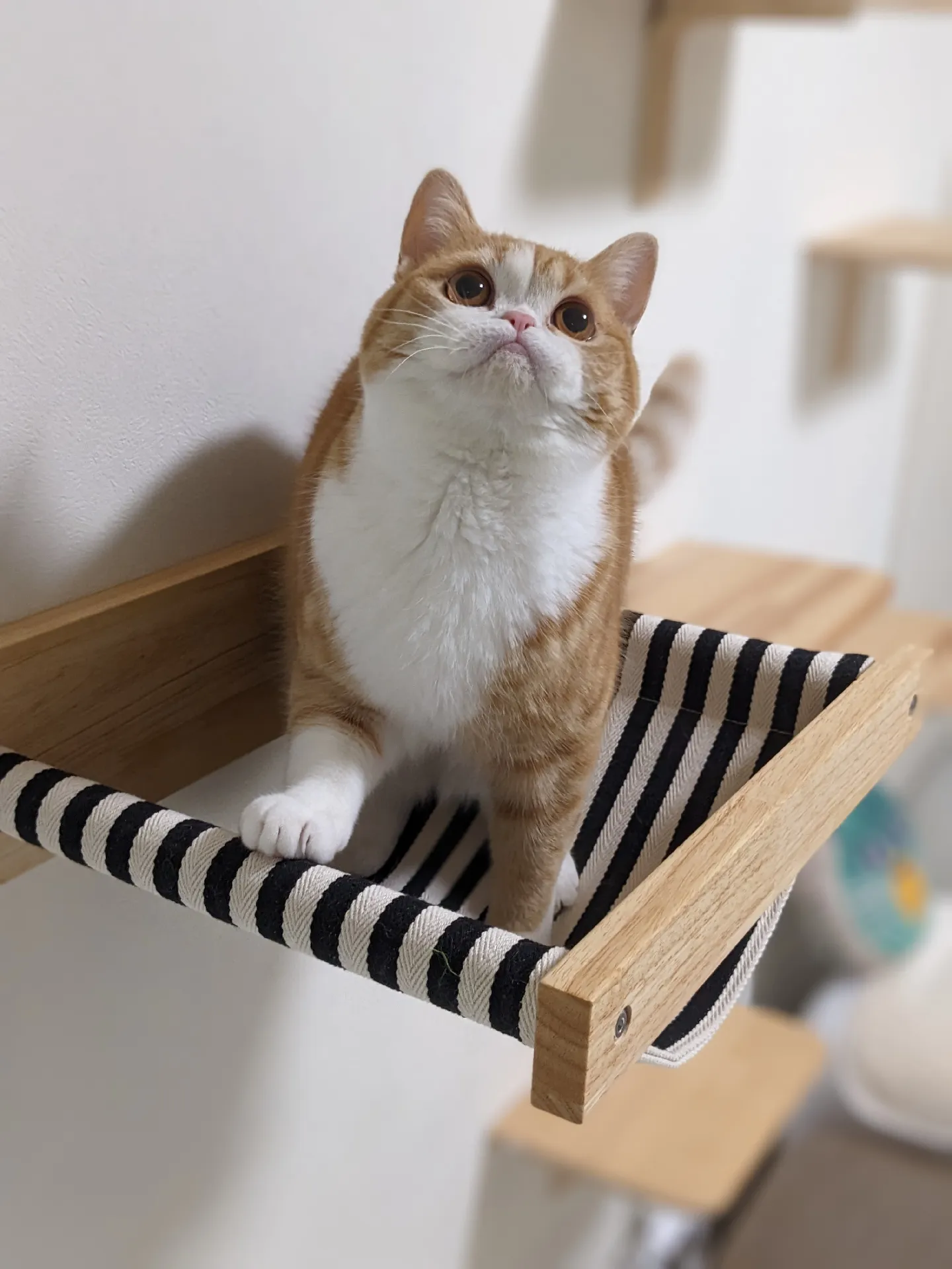 みぃ様専用 猫のハンモック ハンドメイド （猫の一斉不妊手術が