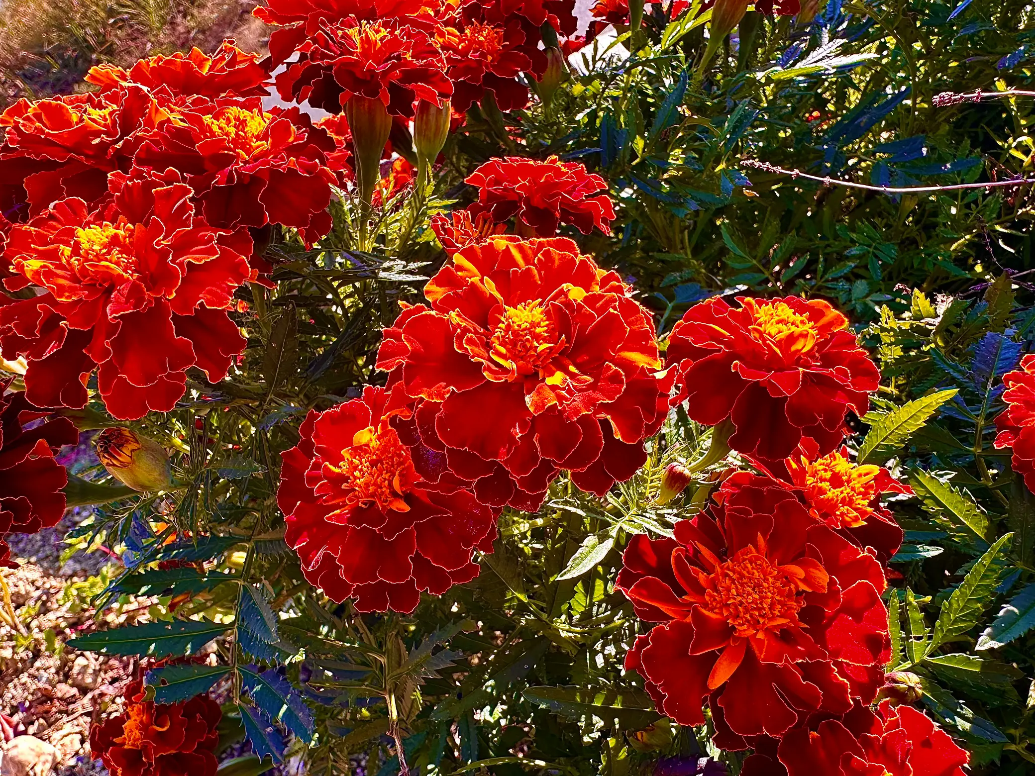 118a☆このまま飾れる☆お花畑☆癒しの寄せ植え 花☆初心者様向け