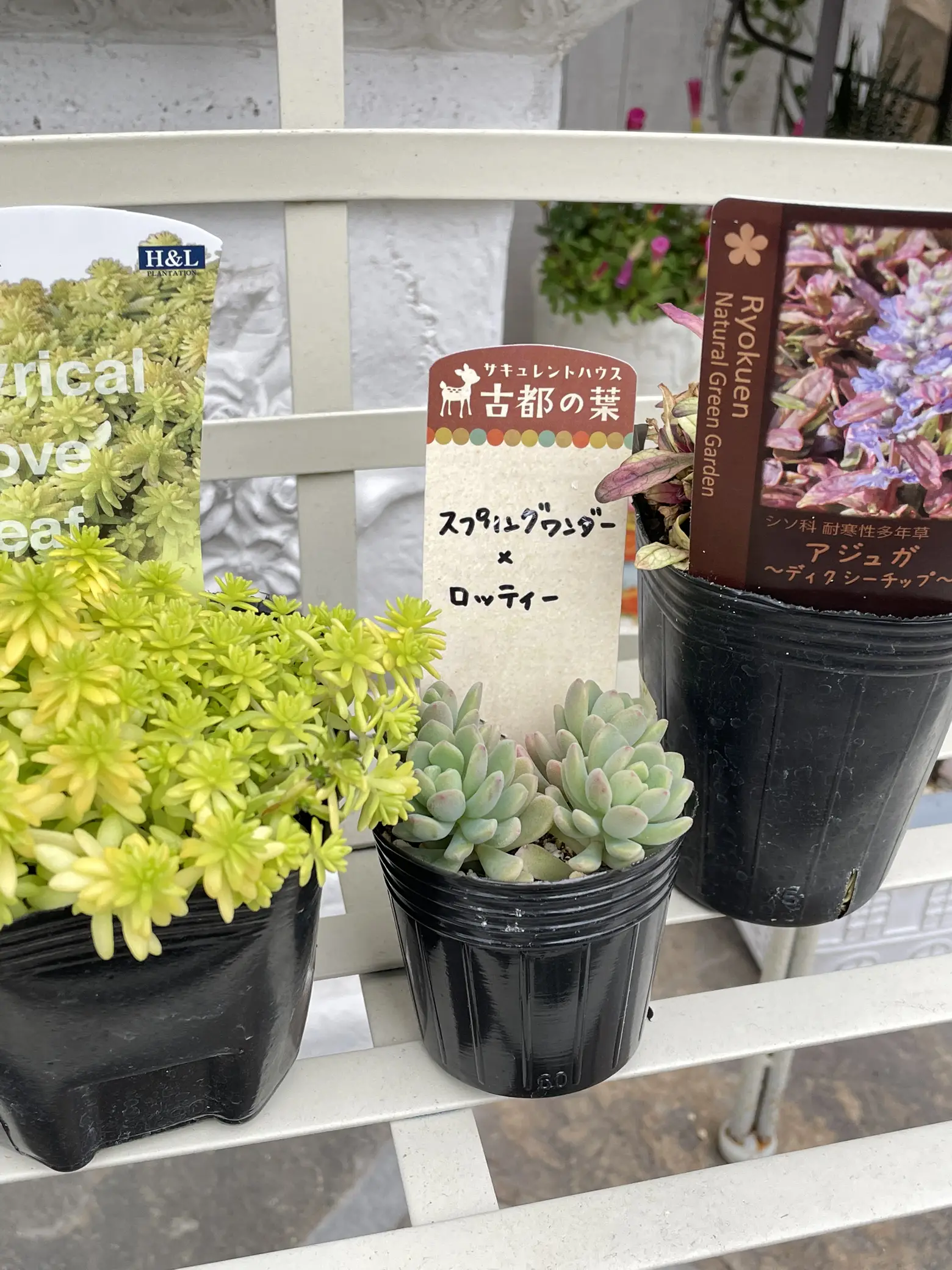 多肉植物セダムカット苗 気まぐれパック⑧ 絞まる