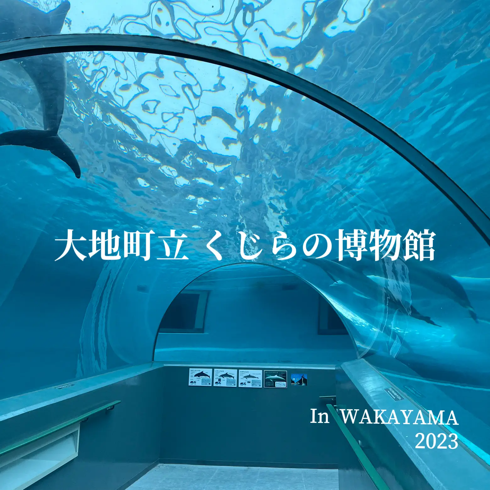 和歌山 くじらに触れる？！くじら博物館🐳⸒⸒ | 𝐦𝐚𝐫𝐢𝐚が投稿した