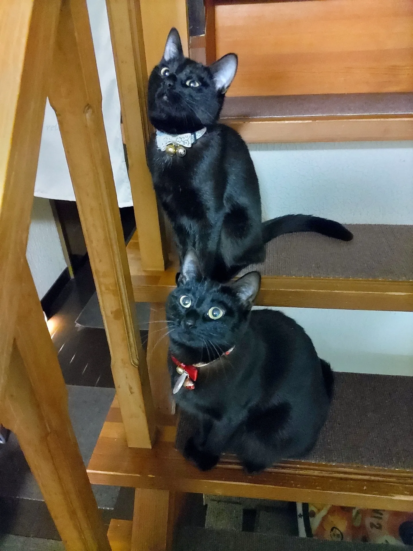 3匹の猫の親子 ヴィンテージ ステンドグラス 子猫 キャット グラス