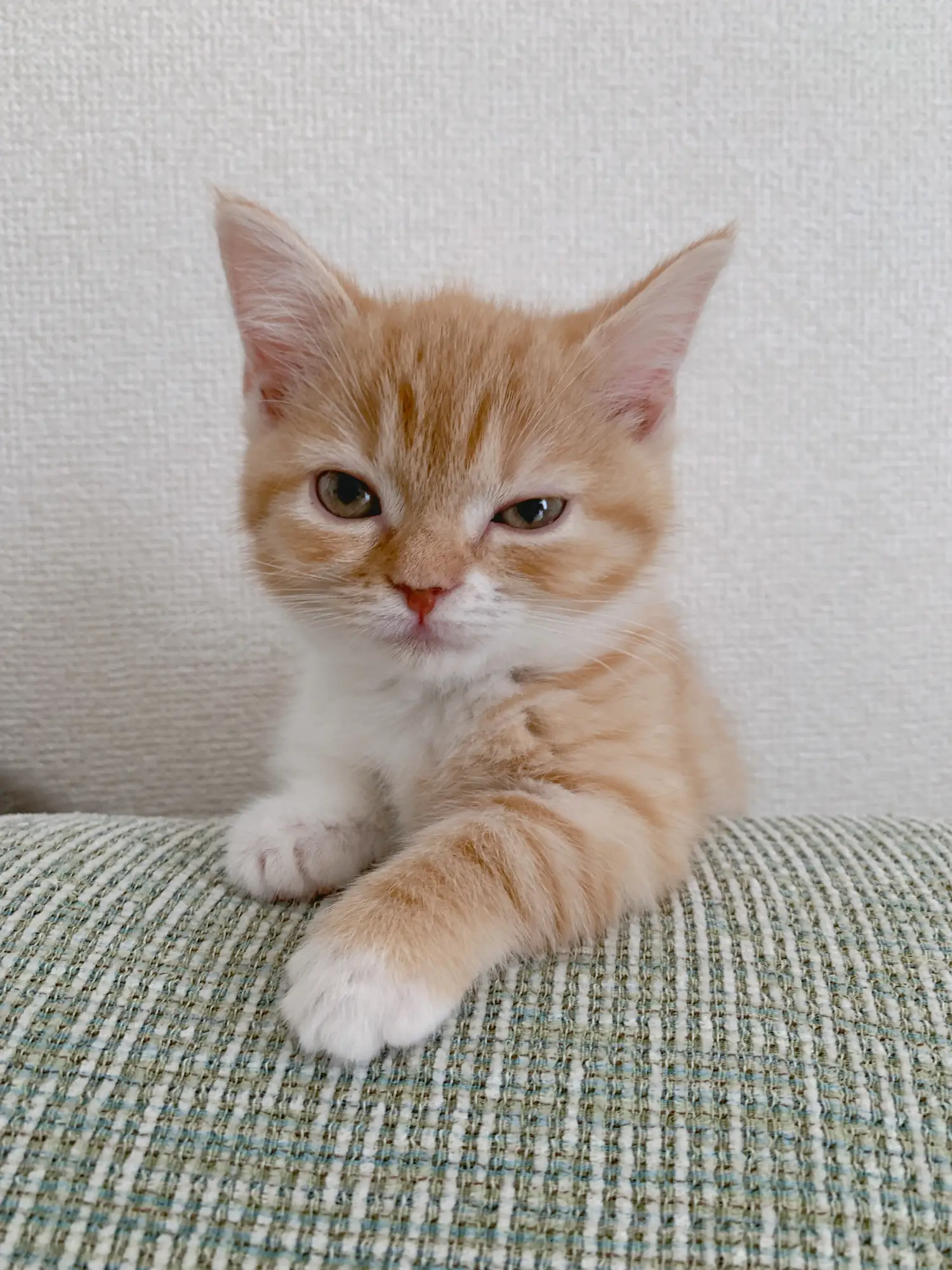 猫のドヤ顔🐾 | 短足コンビのアオとウニが投稿したフォトブック | Lemon8