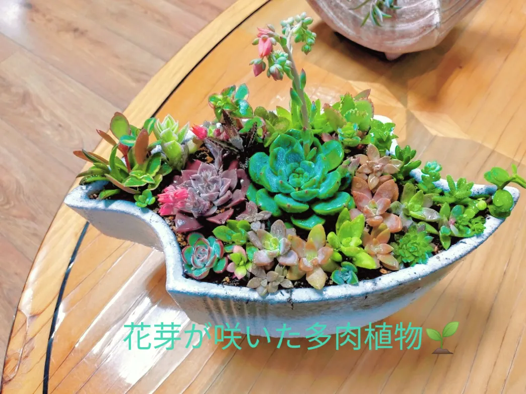 花芽が咲いた多肉植物🌱 | minakoʚ⃛ɞが投稿したフォトブック | Lemon8