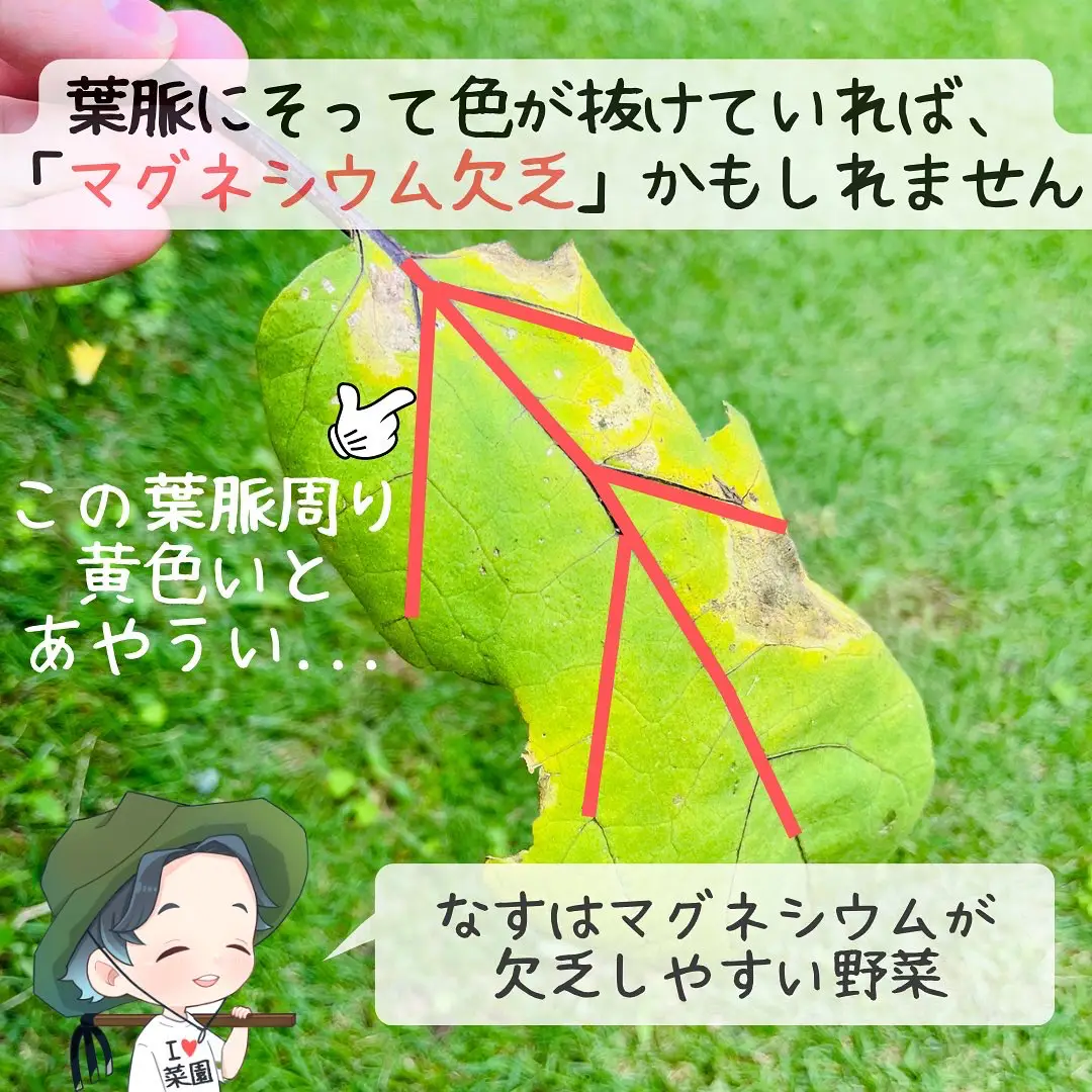 今すぐチェック!なすのマグネシウム欠乏 | ばう|小さな家庭菜園役立つ情報が投稿したフォトブック | Lemon8