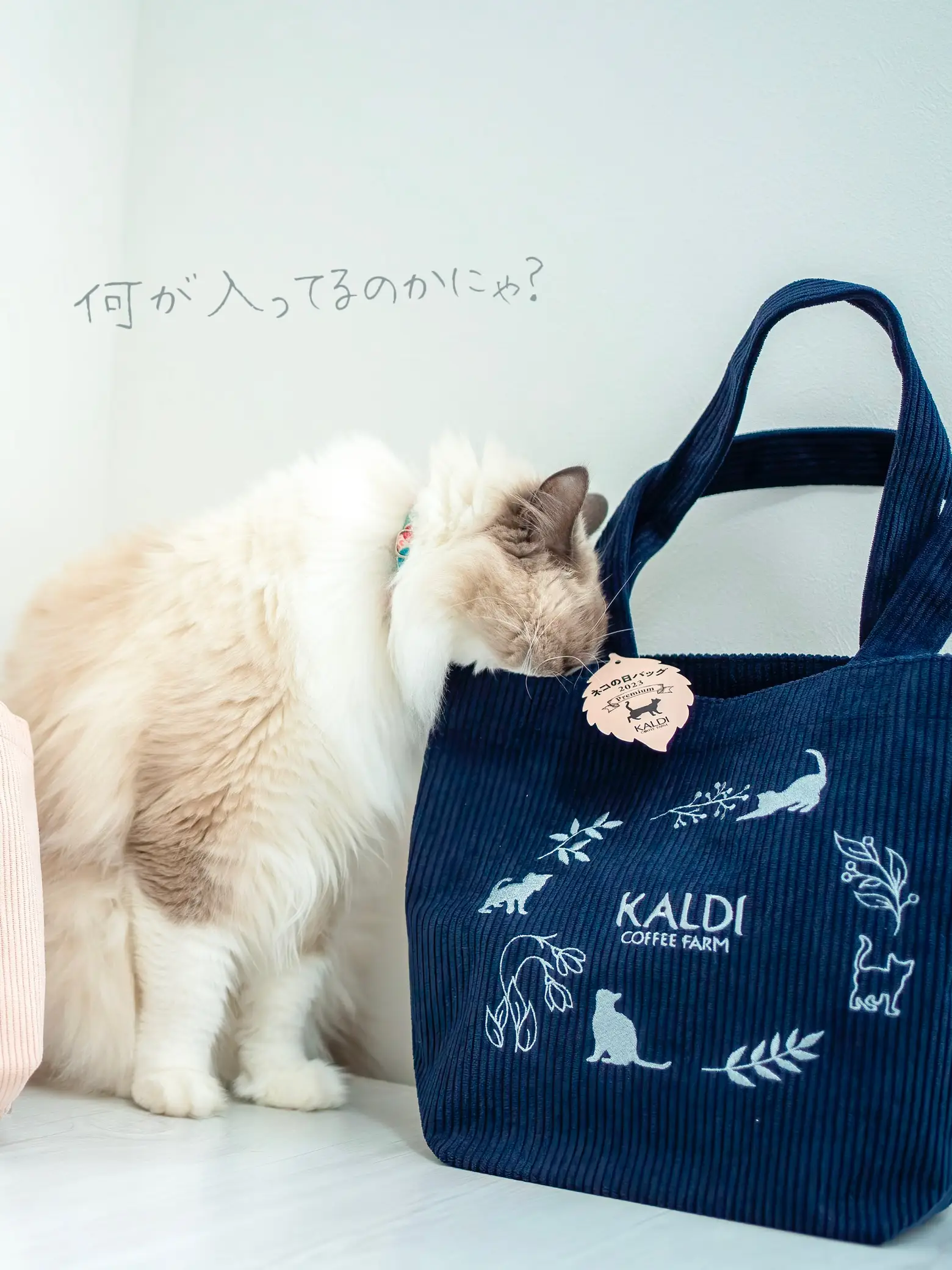 【抽選当選！】KALDI カルディ ネコの日 バッグ 2種 2023 2/22直径142×高さ55cm小