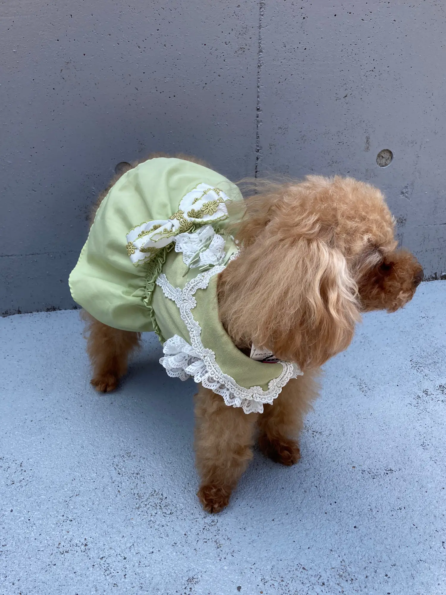 可愛いリボンの犬服🐶 | ジャングルペット/犬服専門店が投稿したフォト