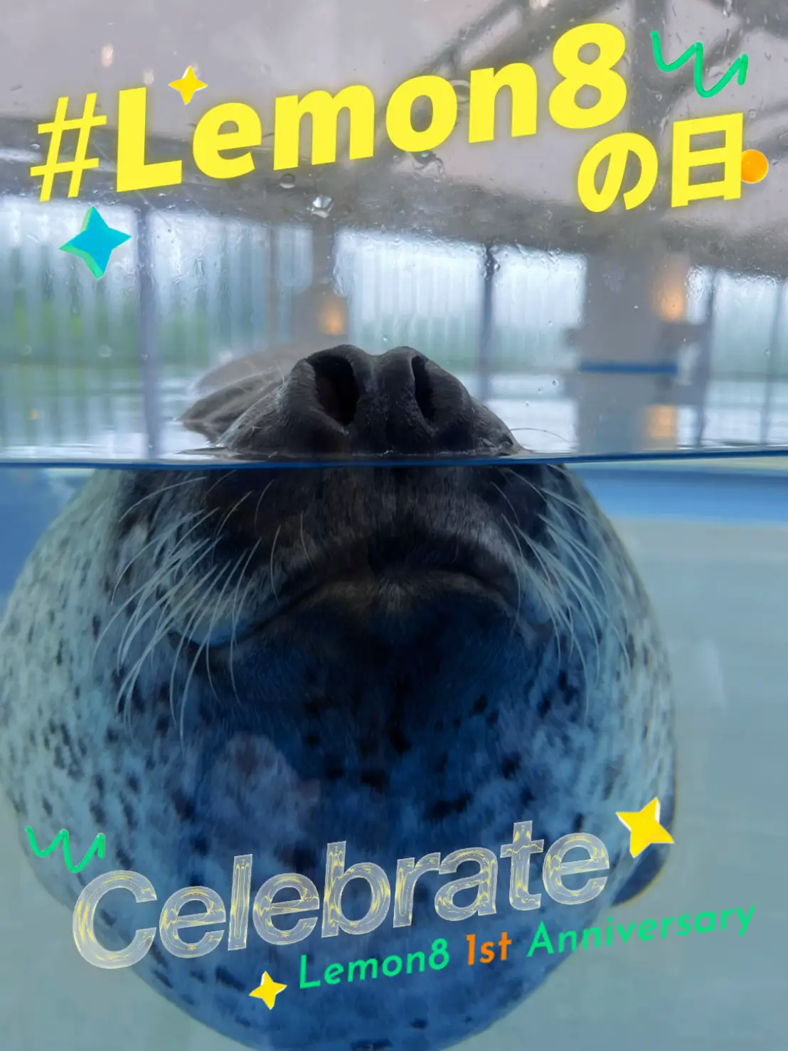 展示のみ☆らっゴマちゃん アザラシ らっこ