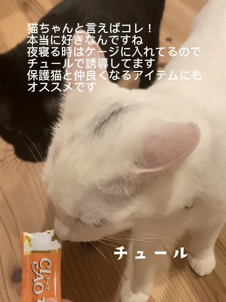 猫グッズ - Lemon8検索