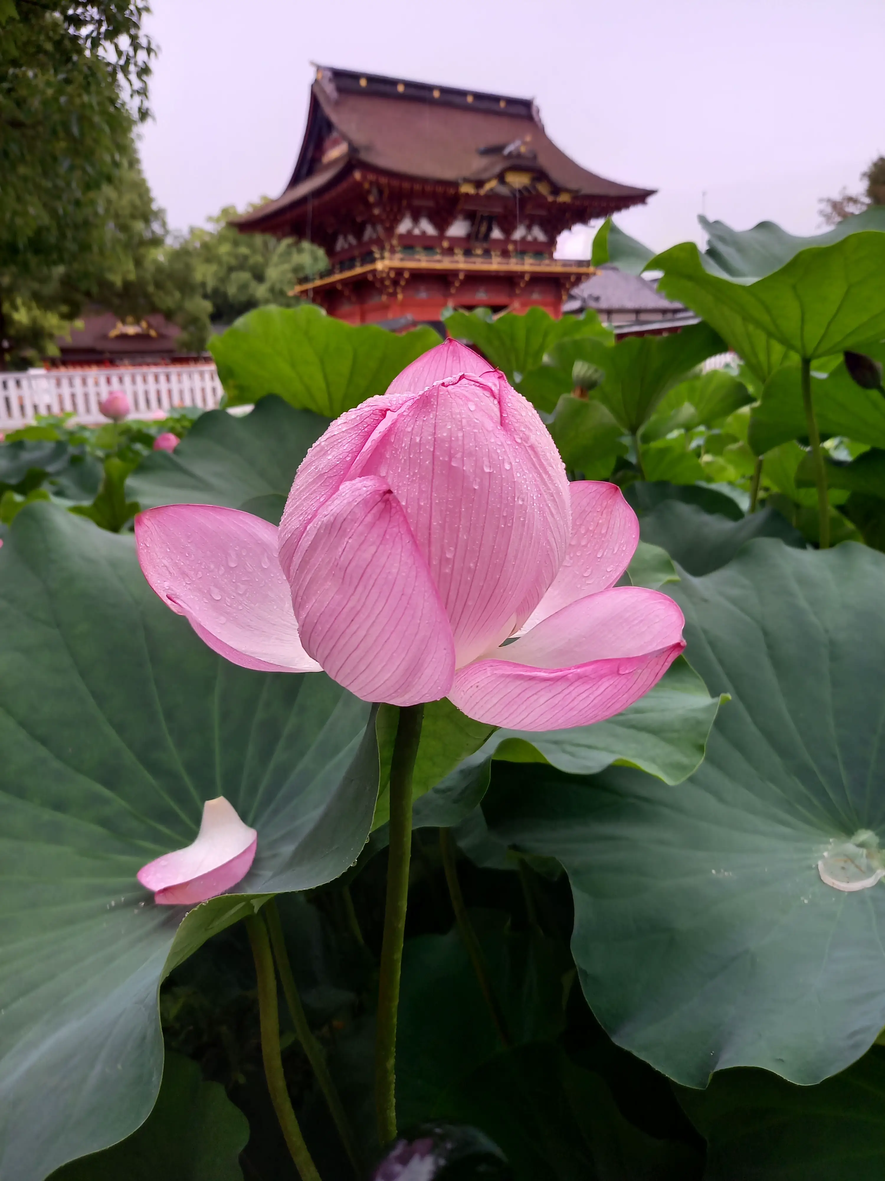 限定御朱印‼️家康行列の出発地点『伊賀八幡宮』 | セレブちゃんが投稿したフォトブック | Lemon8