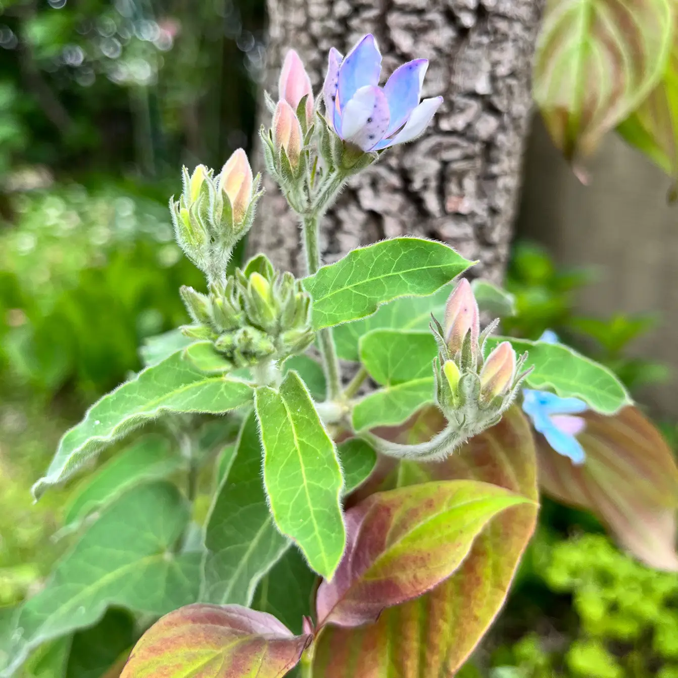 庭の花木 ブルースター 星型のお花が可愛い | atsuが投稿したフォト