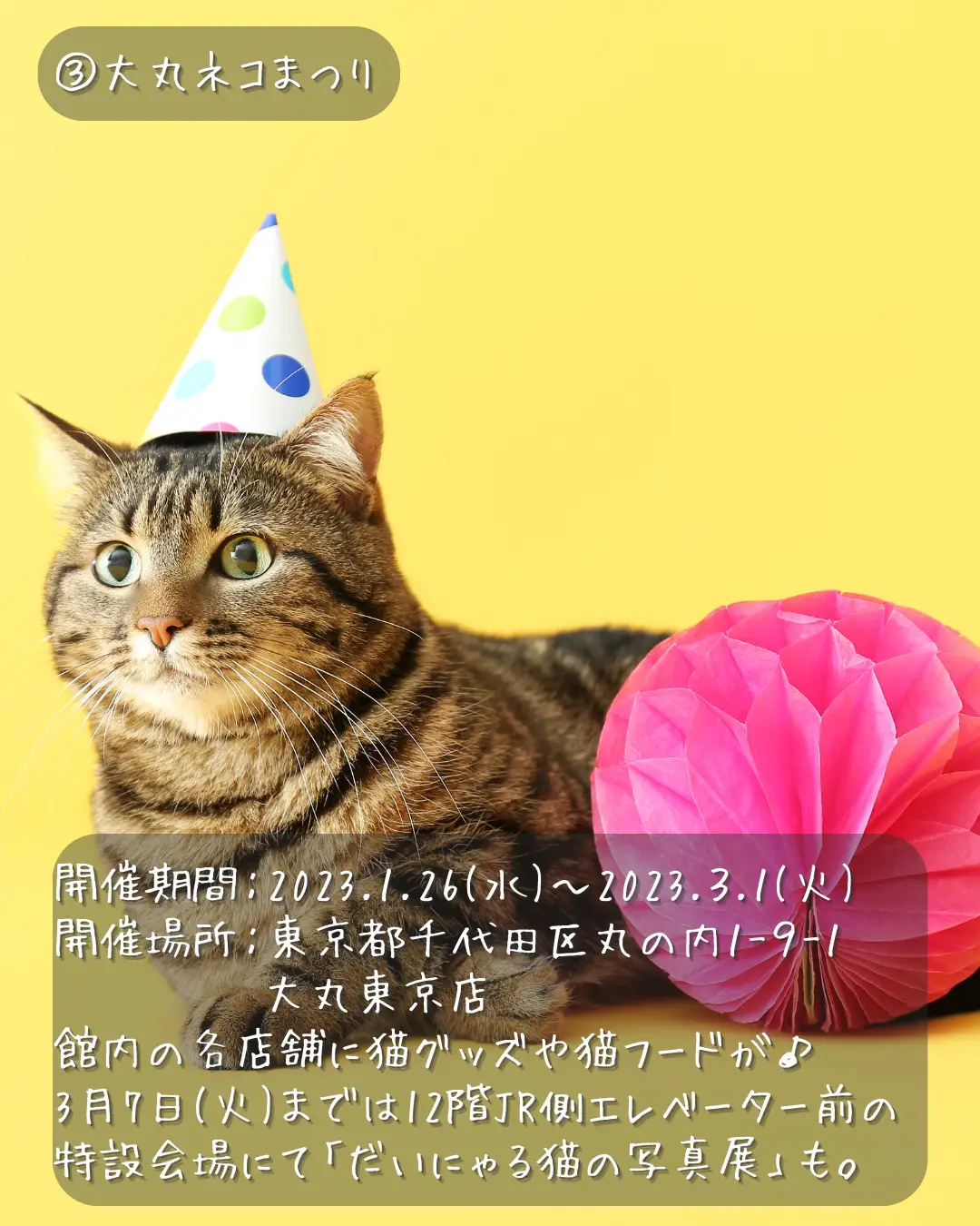 猫の日イベント - Lemon8検索