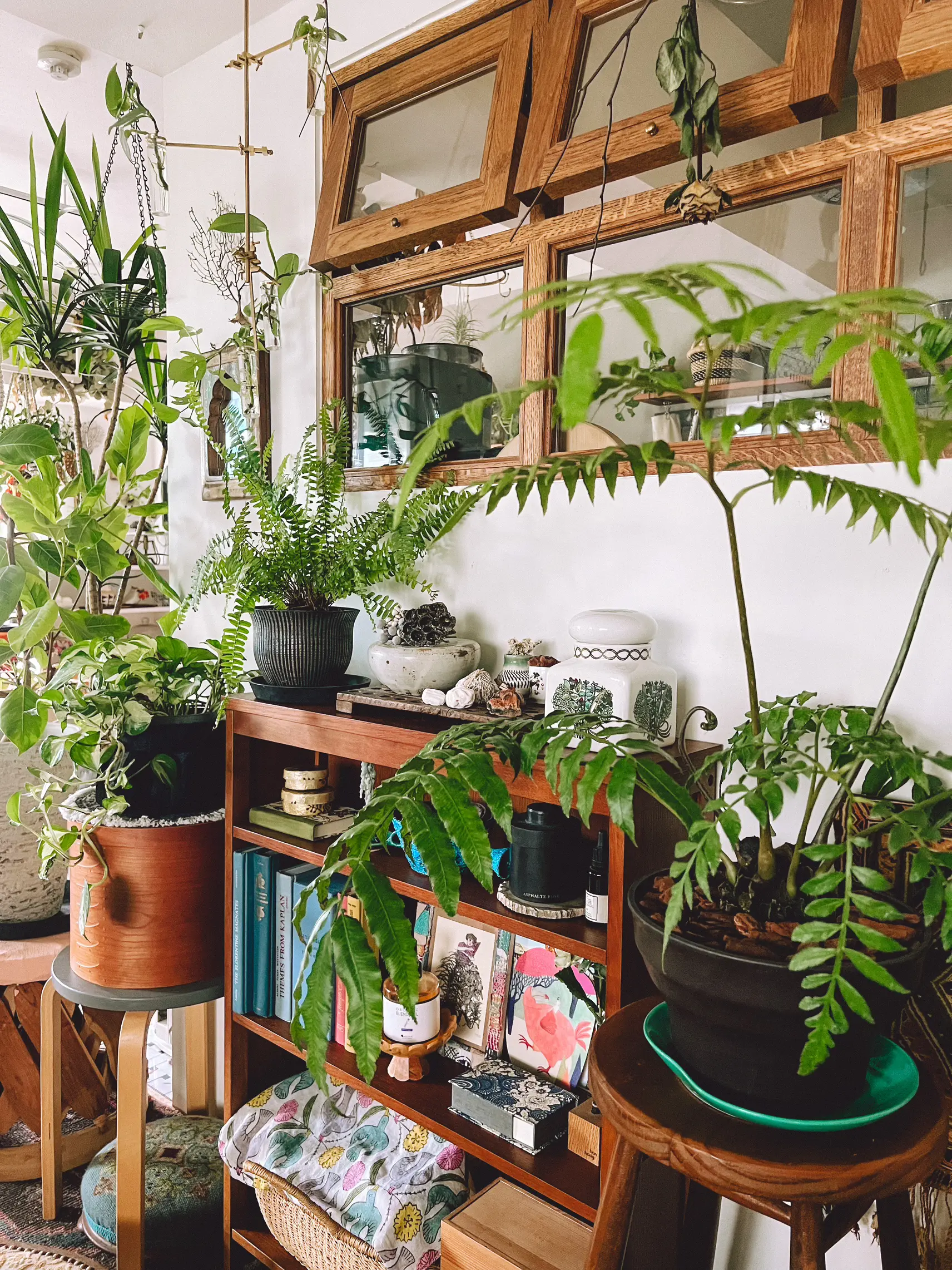 夏らしいインテリアにおすすめの観葉植物🌿 | sora_room が投稿した