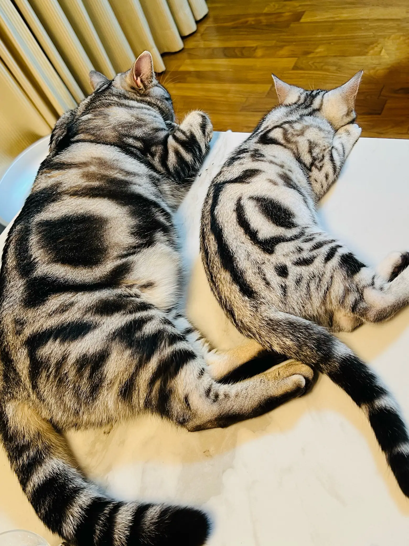 じゃれねこちゃんとひまわり　ヘアクリップ　とらねこ じゃれねこちゃんとひまわりヘアクリップとらねこ