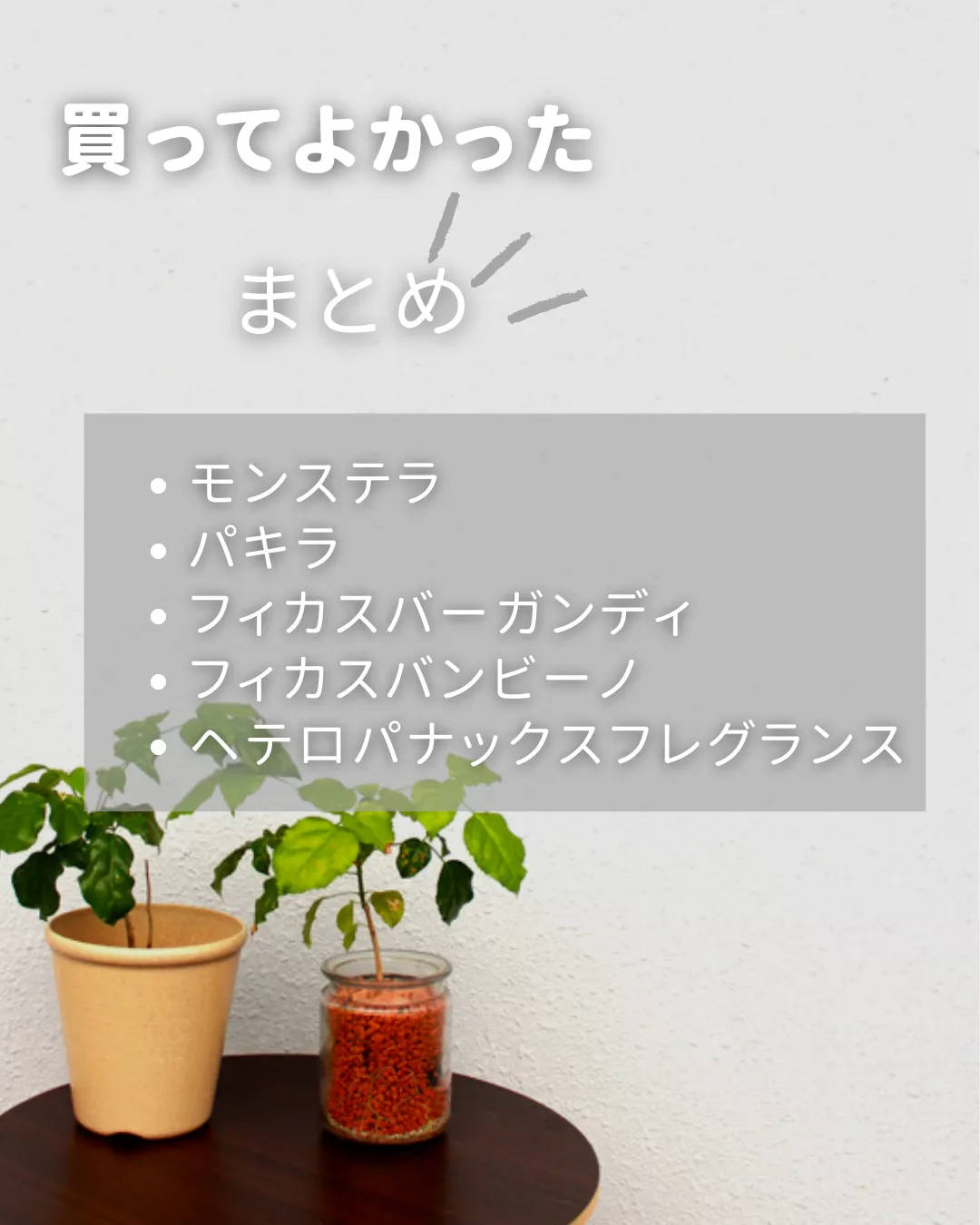 買ってよかったDAISO観葉植物 | らーちゃん🌛100均植物が投稿したフォトブック | Lemon8