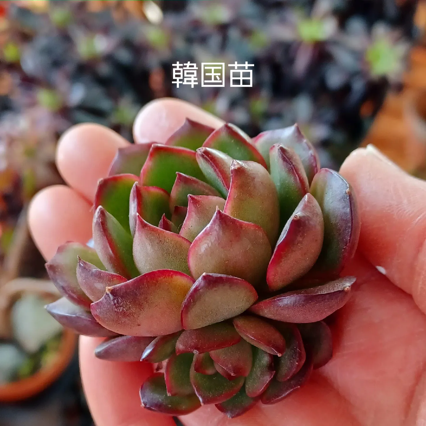 韓国苗 レッドモラン 子沢山 抜き苗 根付き 多肉 - 植物/観葉植物