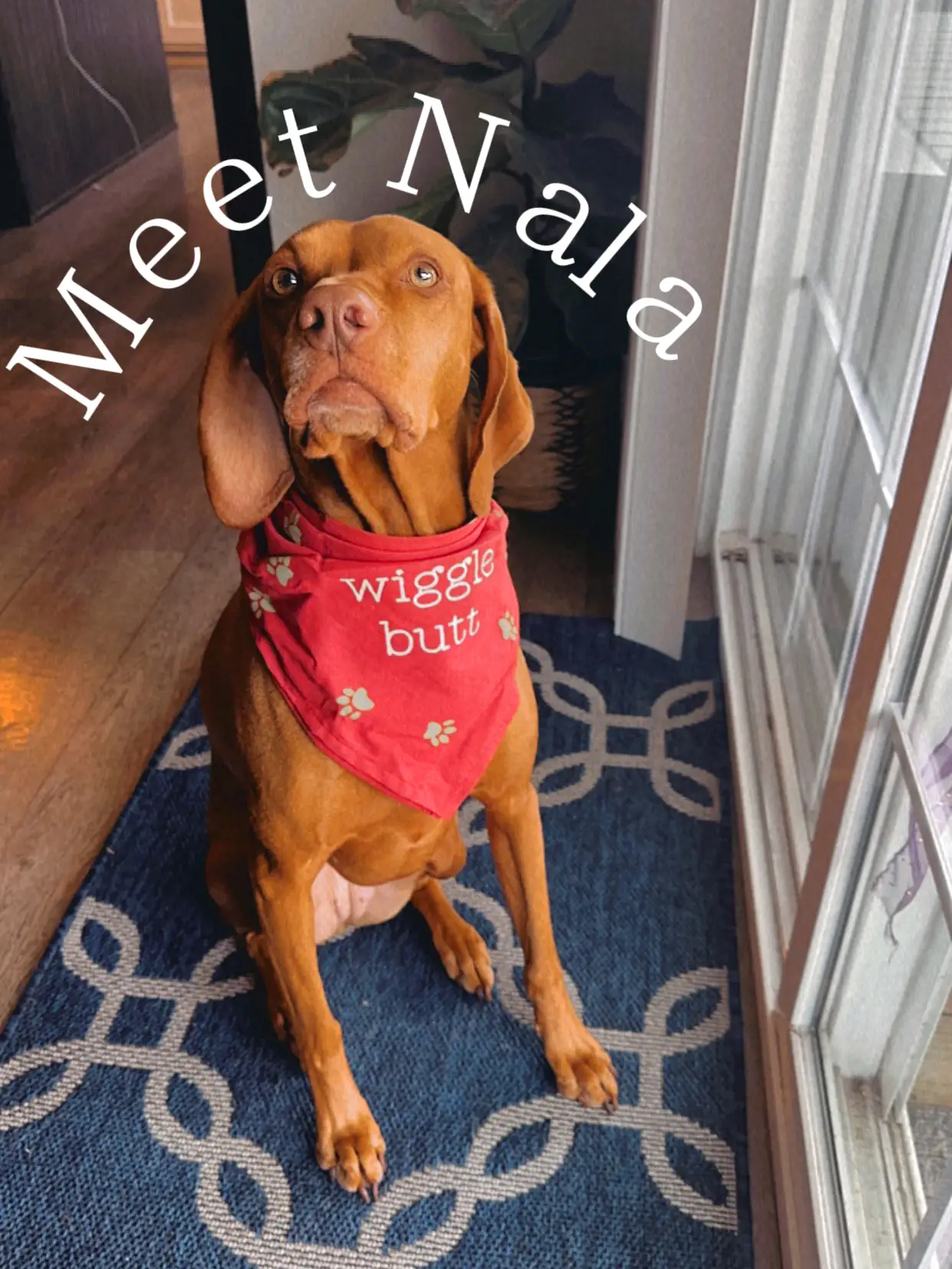 Nala the Vizsla 💕 | Gallery posted by Gabby Wessels | Lemon8