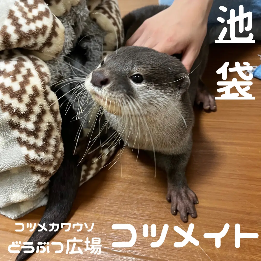 コツメカワウソと触れ合いたい | sho_hamasakiが投稿したフォトブック | Lemon8