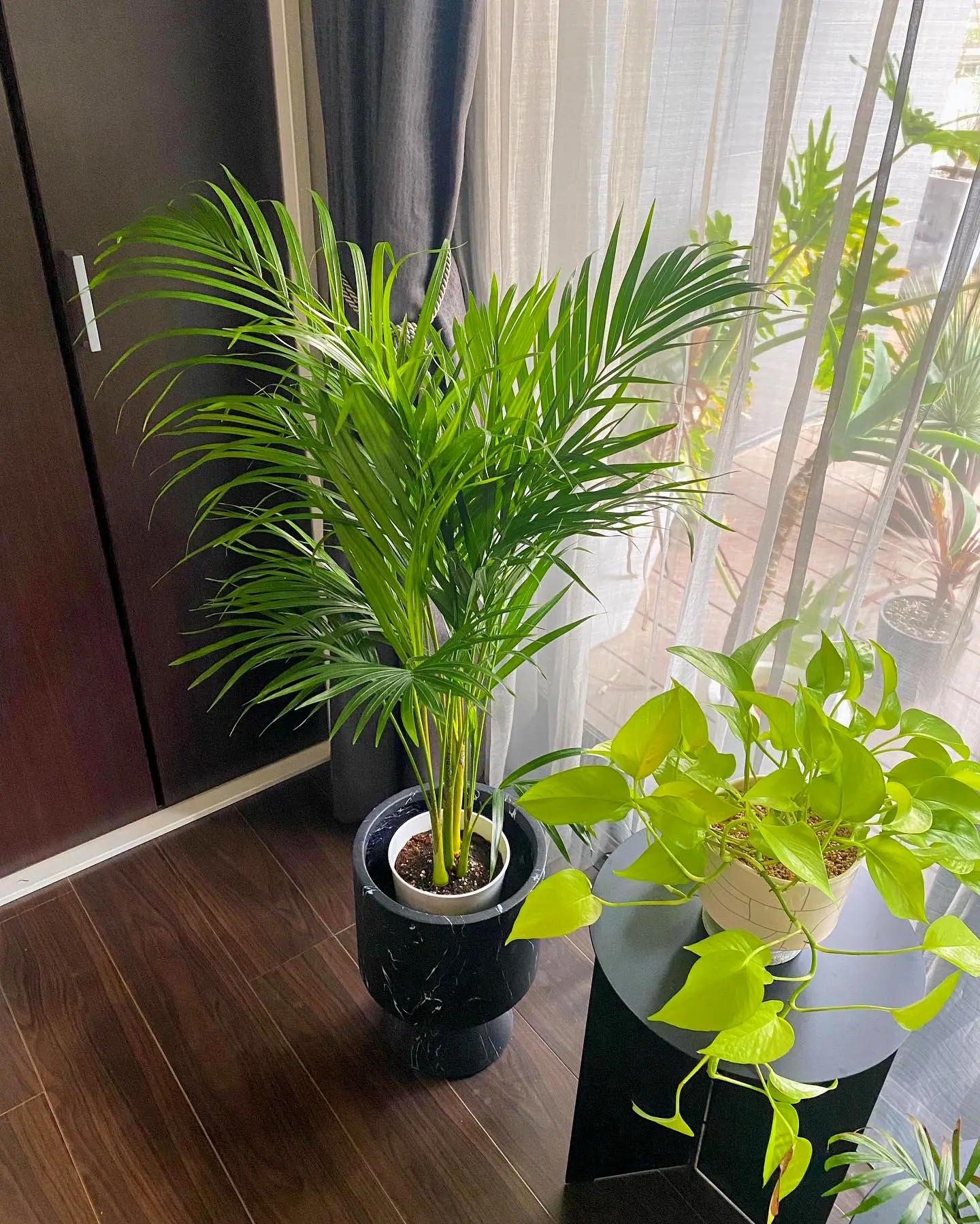 83 ソテツ子株付 奄美大島 【耐寒性】 【公式通販】