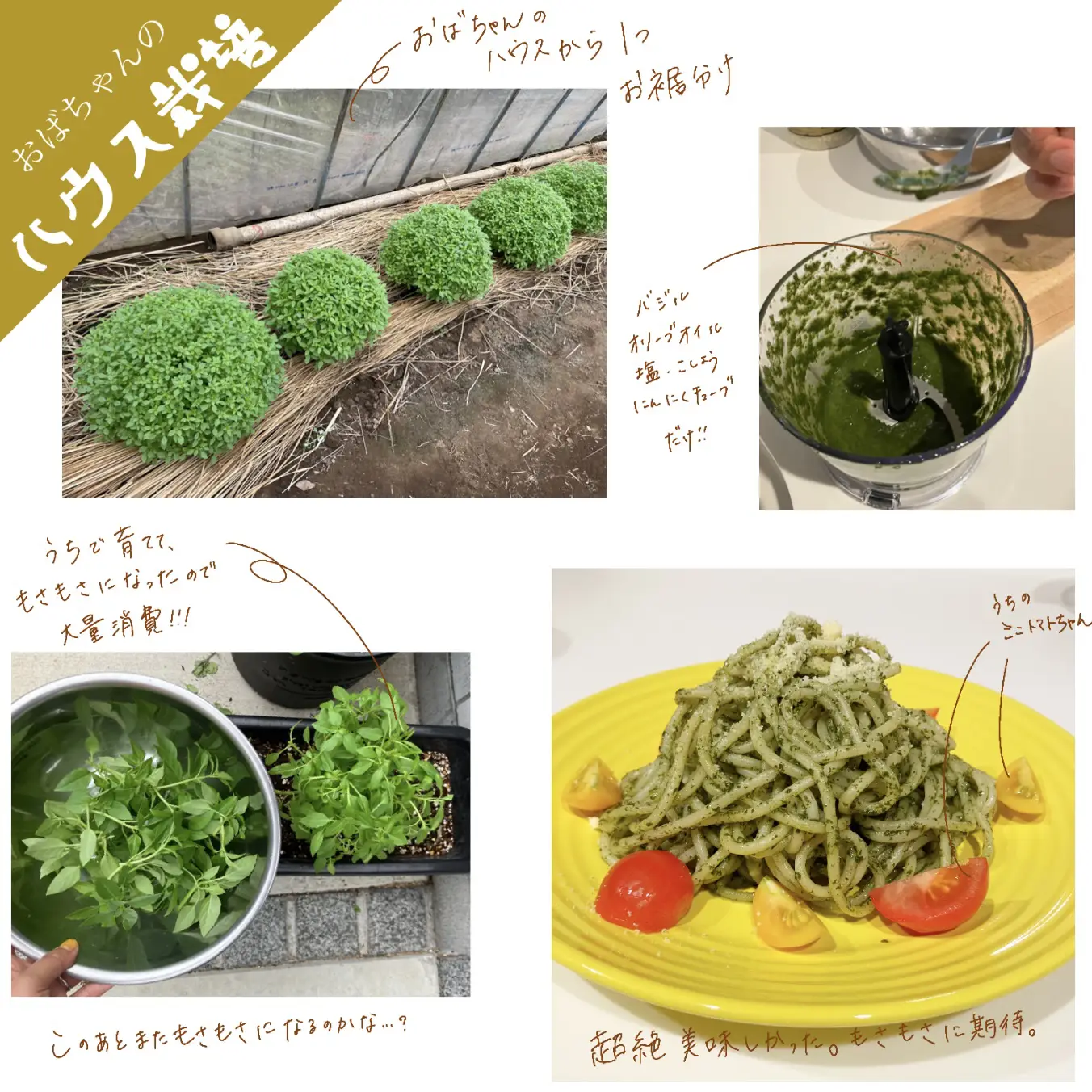 おばちゃんのハウス栽培🌱 | Farmers,so goodが投稿したフォトブック | Lemon8