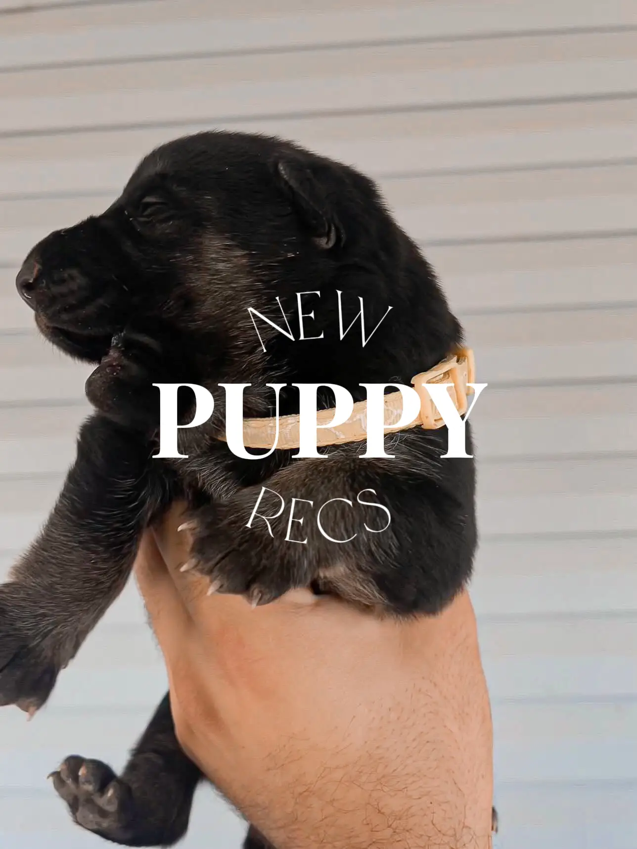 NEED: NEW PUPPY RECS 🐶 | Gallery posted by Lauren Anaya | Lemon8