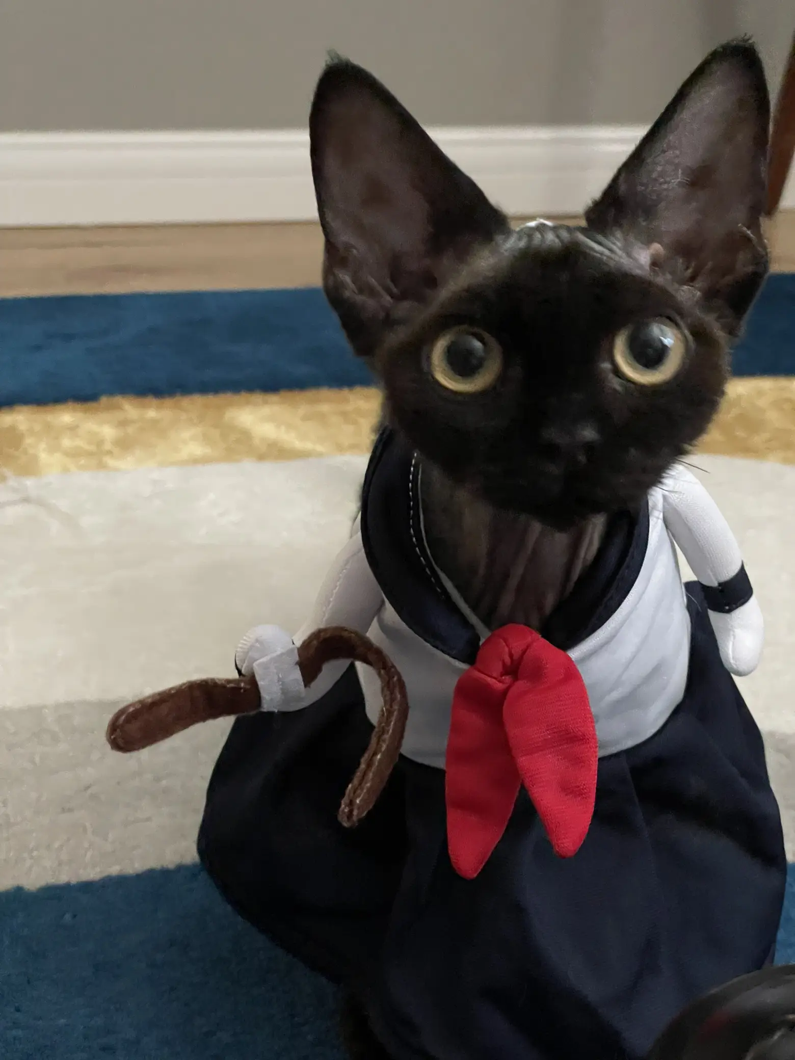 セーラー服と黒猫 | アイザックが投稿したフォトブック | Lemon8