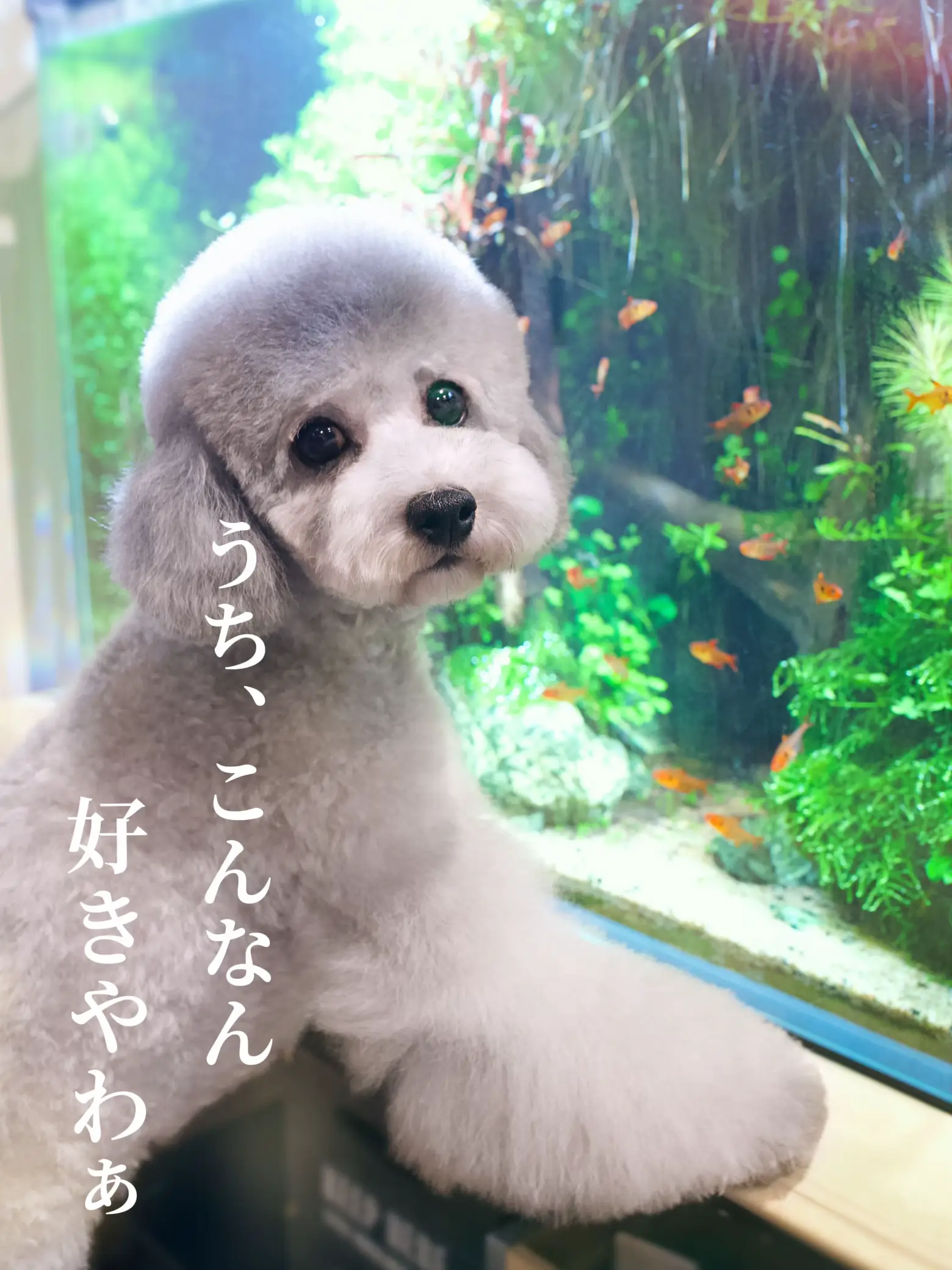 𝚂𝚒𝚕𝚟𝚎𝚛 𝚙𝚘𝚘𝚍𝚕𝚎♡︎♡︎ | 𝗺𝗮𝗼𝗺𝗮𝗼.が投稿した