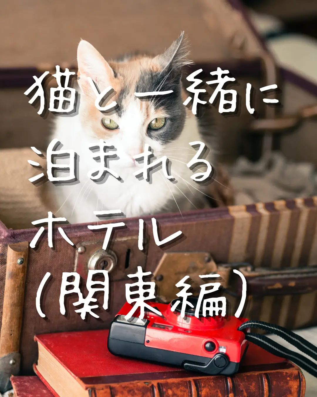 正規激安 犬山 猫太様 リクエスト ＼ニャンともうれしい／猫の日フェア