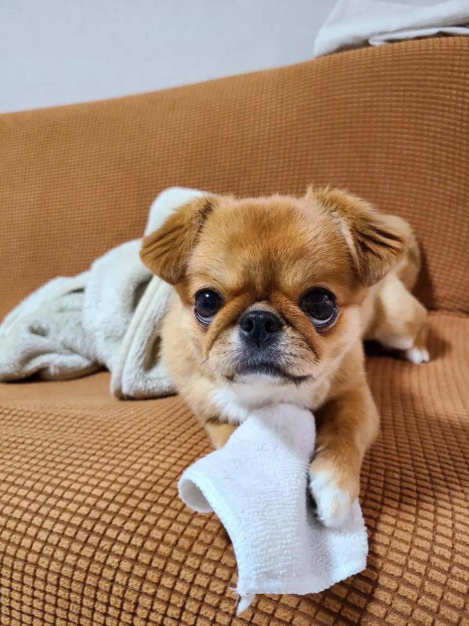 白 ペキニーズ ループ付きタオル 【公式通販】