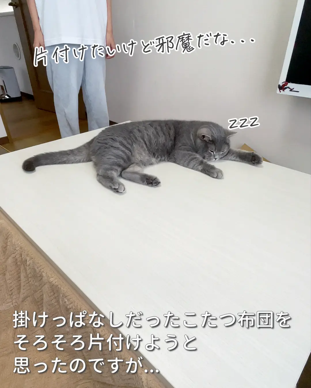 猫あるある｜猫と暮らすとちょっと面倒なことがそれがこちらです