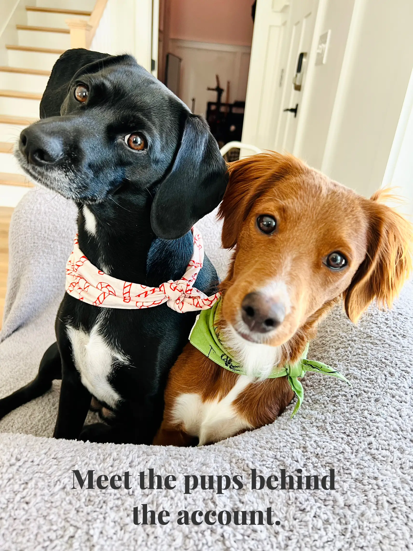 This is our WHY. Nala and Sully our rescue pups Gallery