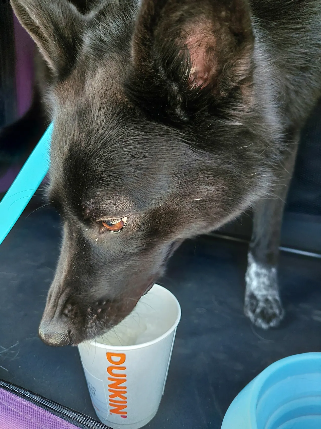 Dunkin donuts pup outlet cup