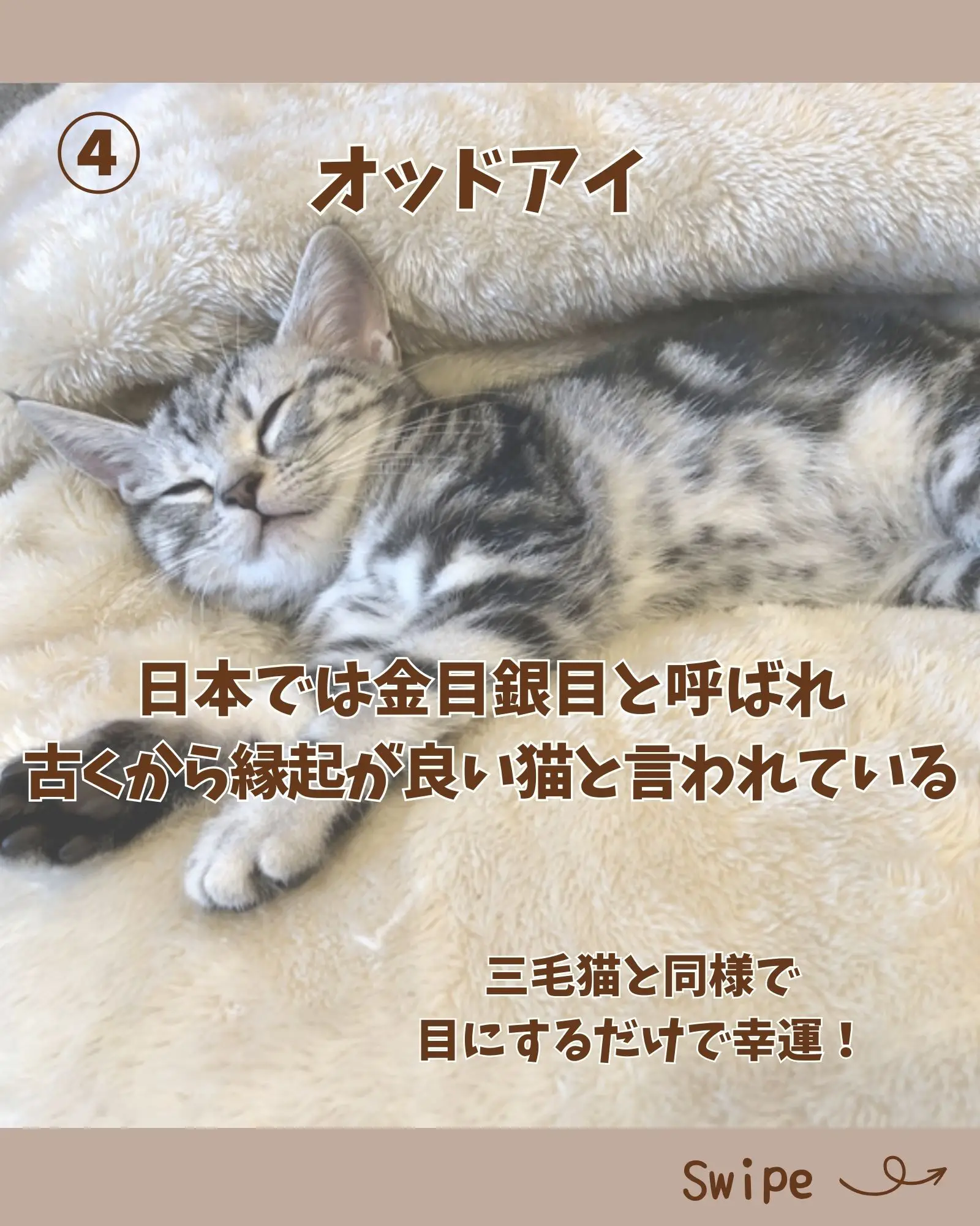 ✨銀縁✨可愛すぎて癒される♡フランスの猫ちゃんタロットカード・オラクルカード - その他