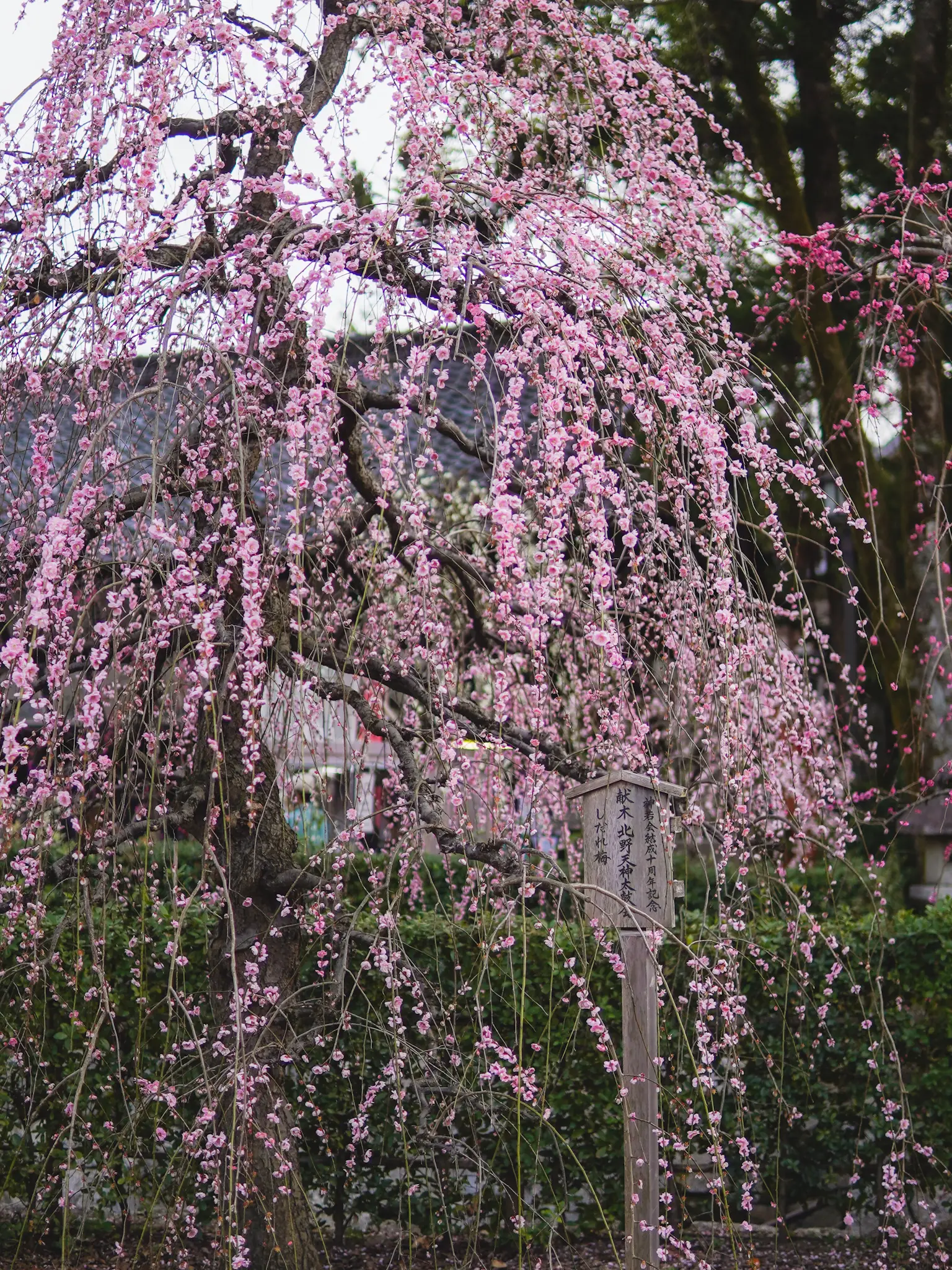 見頃レポート（2023/3/12）】北野天満宮の梅（京都） | bird_癒しと幻想の絶景旅が投稿したフォトブック | Lemon8