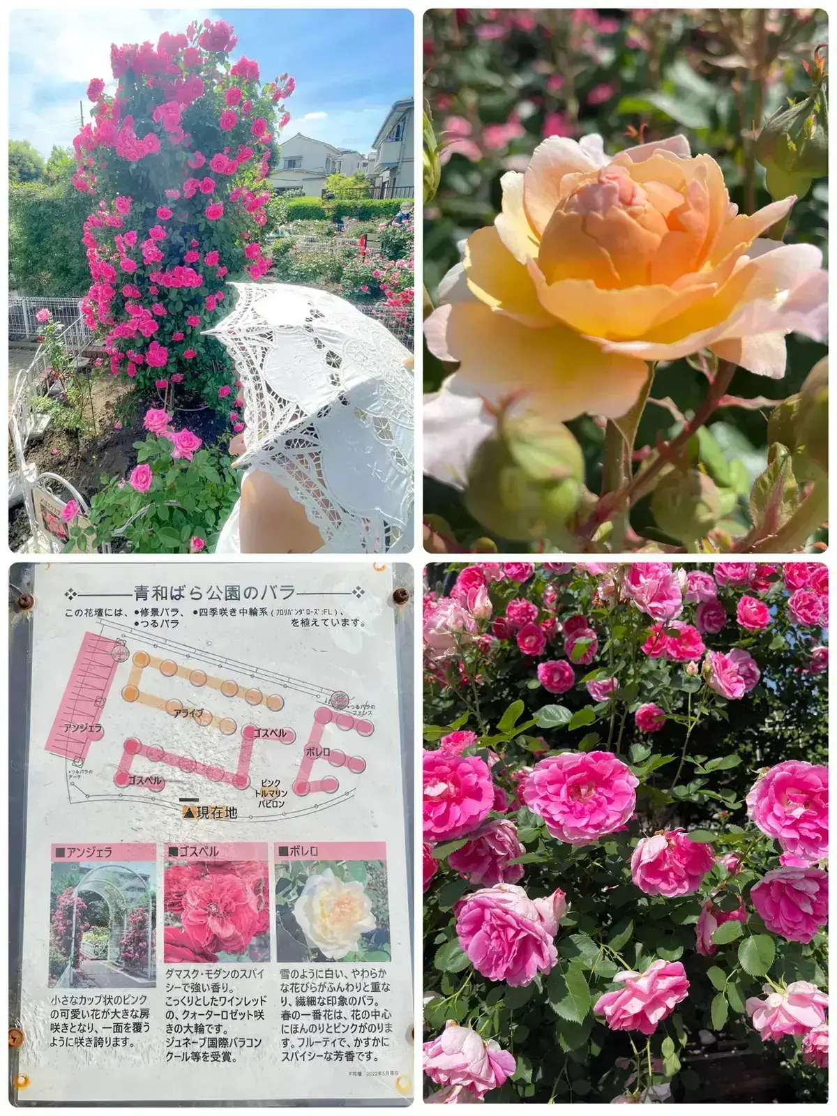 東京・見頃】🌹青和ばら公園🌹約100種880株の薔薇庭園 | 西村華