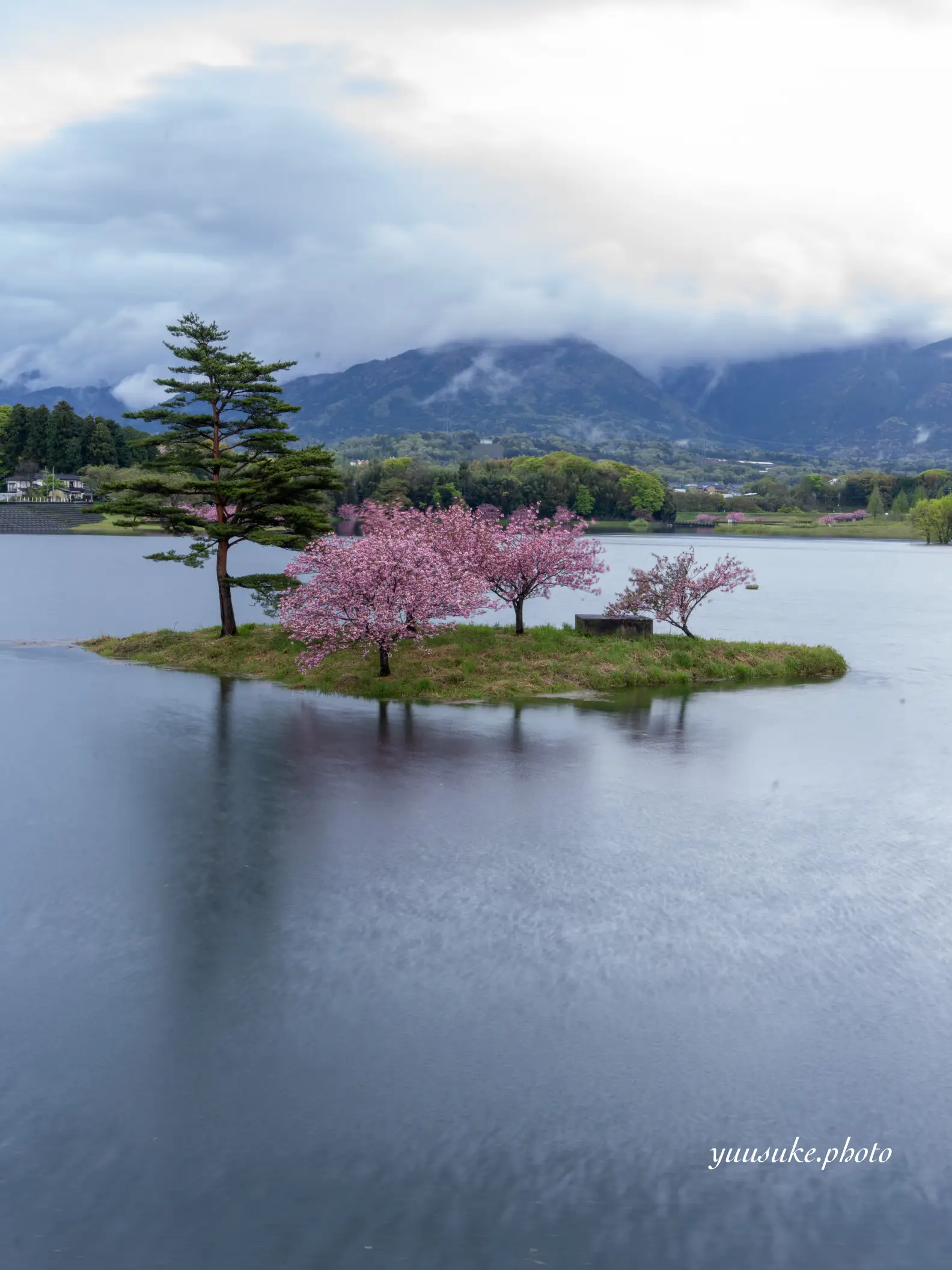 満開を迎えました😊日野川ダムの浮島の桜(八重桜)🌸カメラマン御用達📸最後はiPhone撮影です | ゆう_グルメクリエイターが投稿したフォト ...