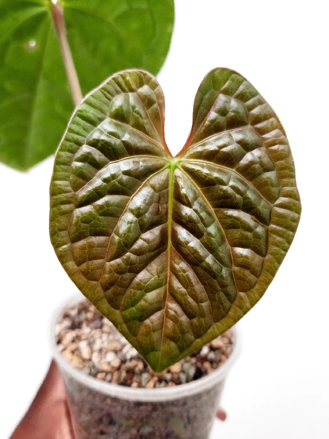 Florida House Plants Cupid Peperomia Variegated Peperomia Serpens 4 Inch  HeartShaped Leaves