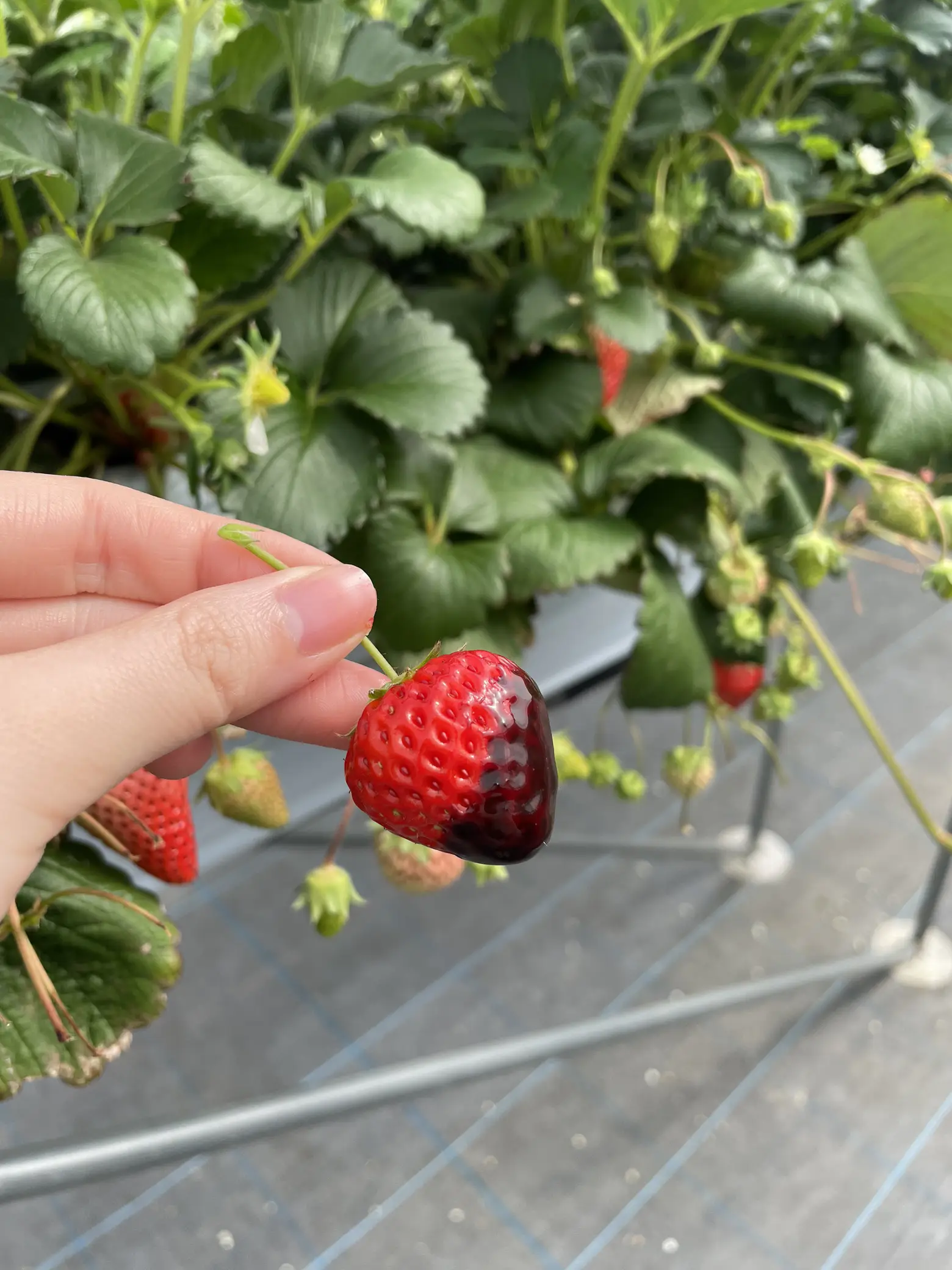 大阪枚方】まだ間に合う！4種類のいちごが食べ放題🍓希少な白いちごも