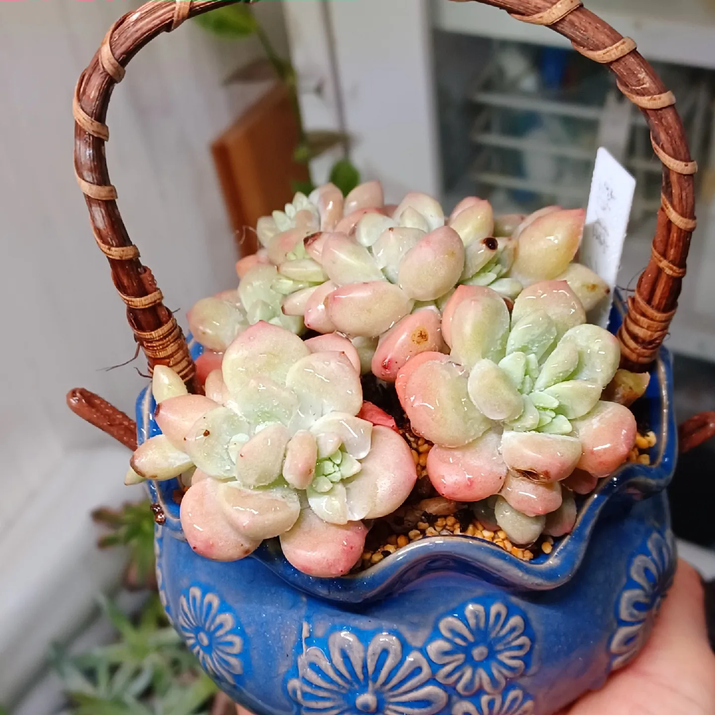 ダフニ♡ 多肉植物 カット苗 ごつ ダフニ♡ 多肉植物 カット苗 ごつ