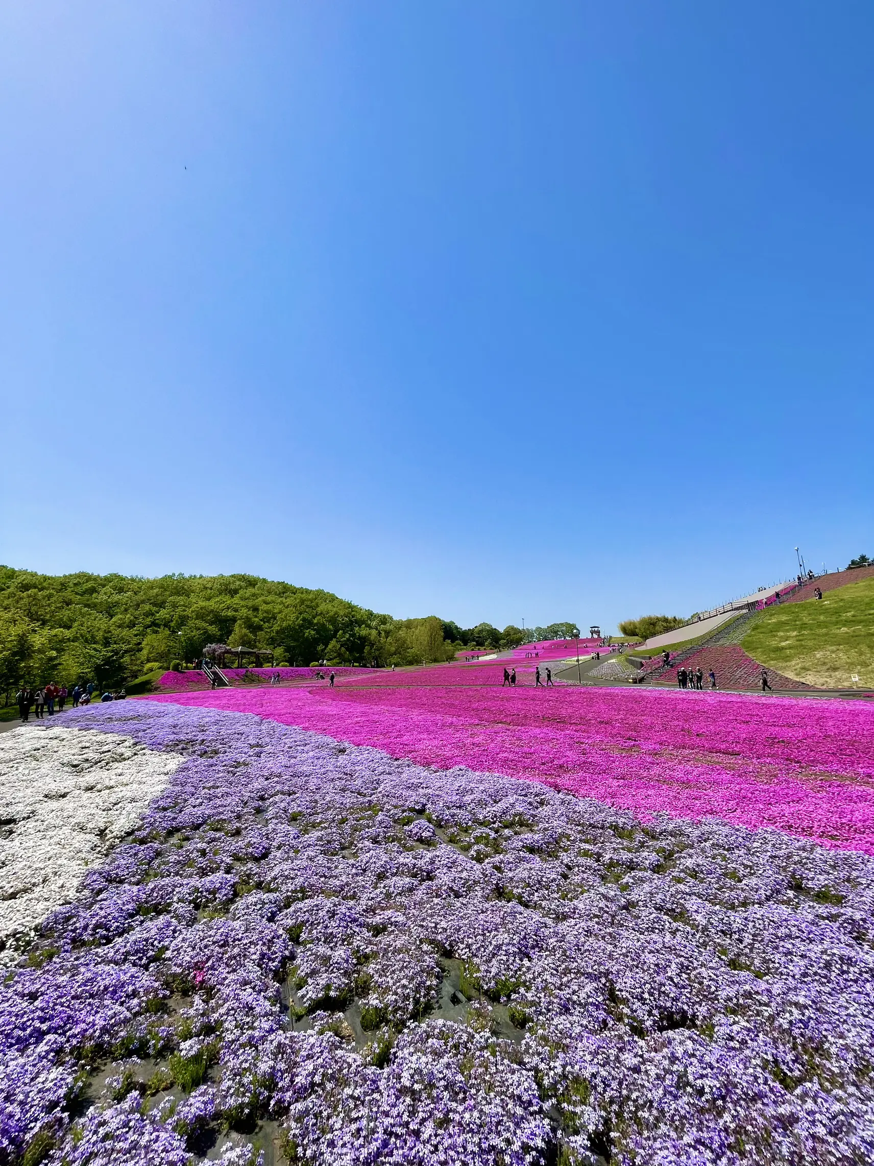 今が見頃の色鮮やかな芝桜? | お出かけPhotoが投稿したフォトブック 