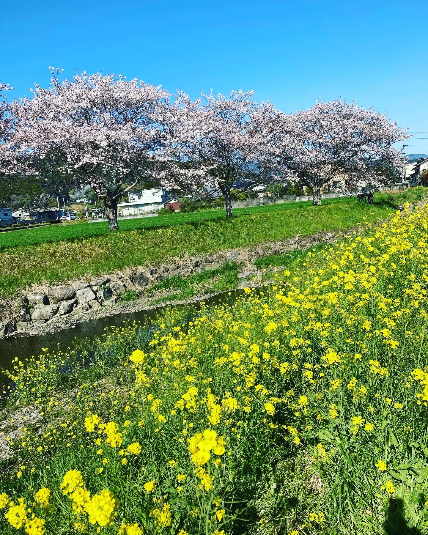 春の景色🌸🎶 | タカコが投稿したフォトブック | Lemon8