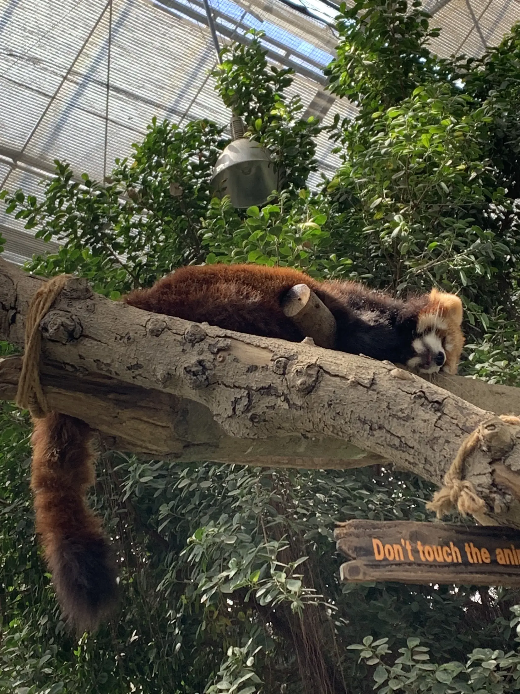 動物・サファリ・探検 入園入学オーダー受付中 易かっ