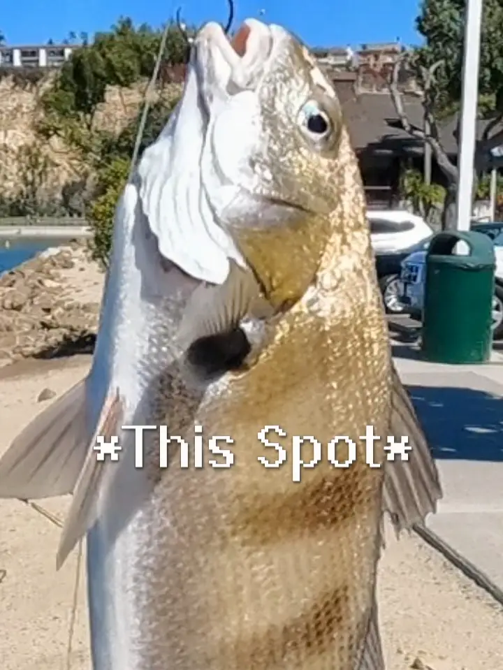 How To Identify Spotfin Croakers xD, Video published by SvenGoesFishing