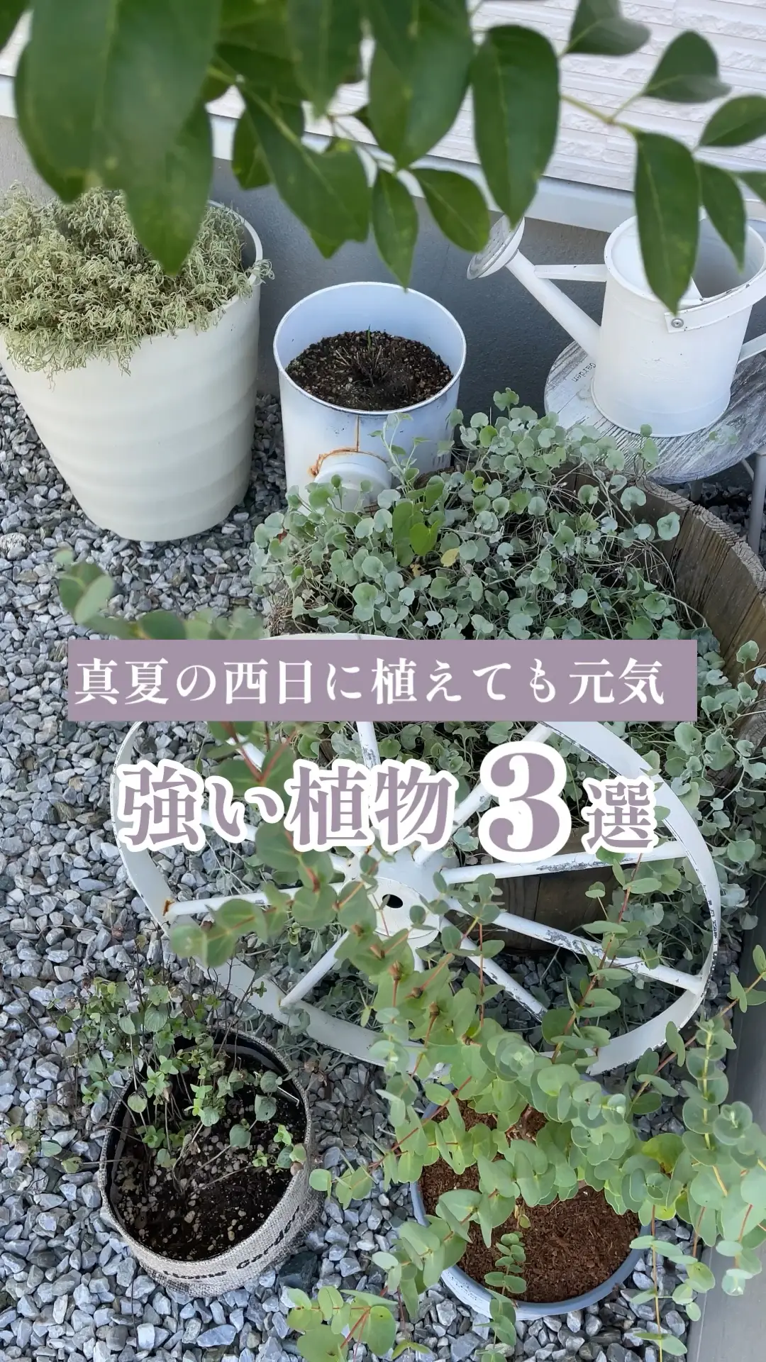 【ガーデニングの大敵】真夏の西日花壇でも育てやすい！おしゃれな植物