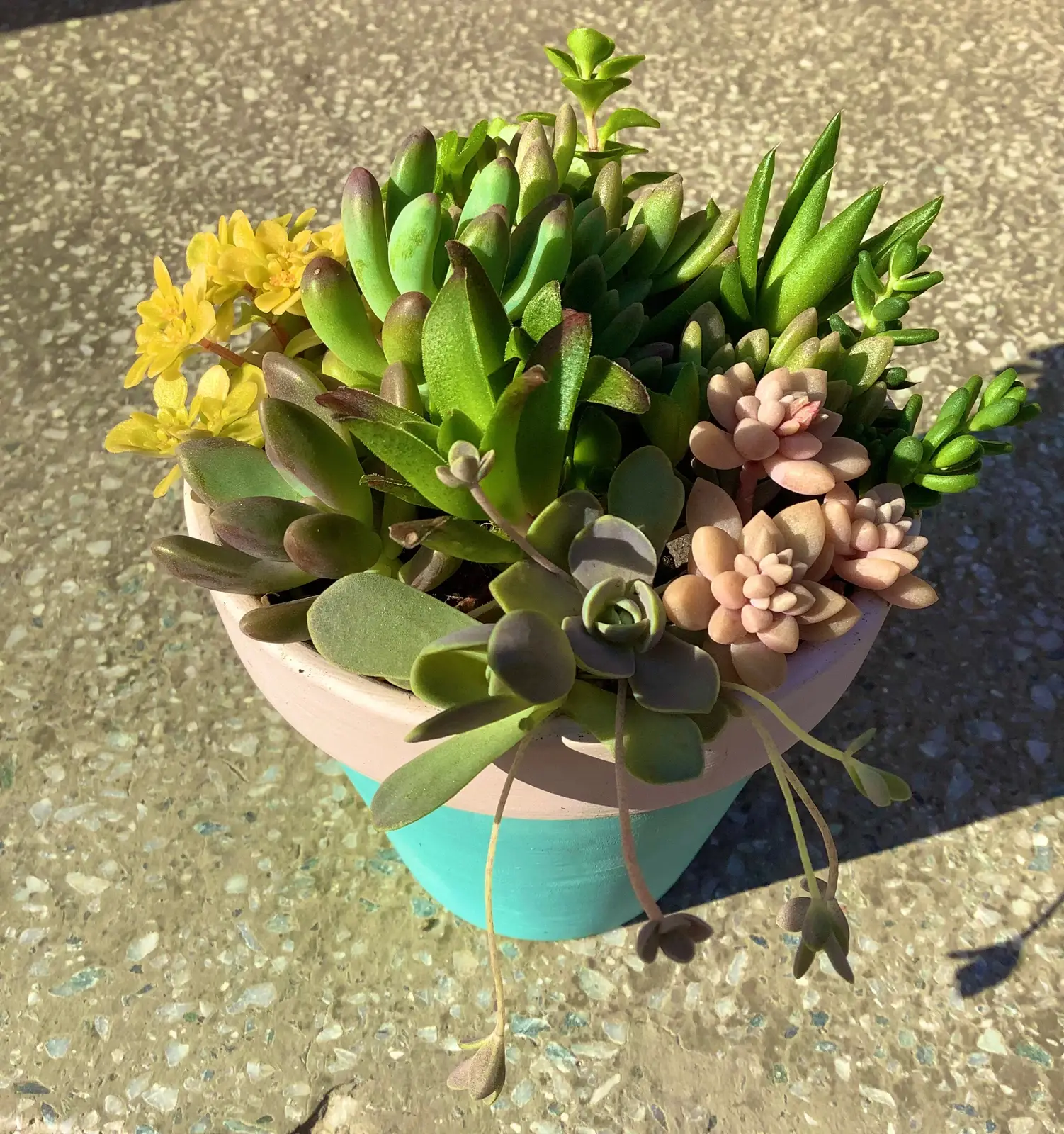 自分でペイントした植木鉢に寄せ植え | 蒼月樹莉愛が投稿したフォト 