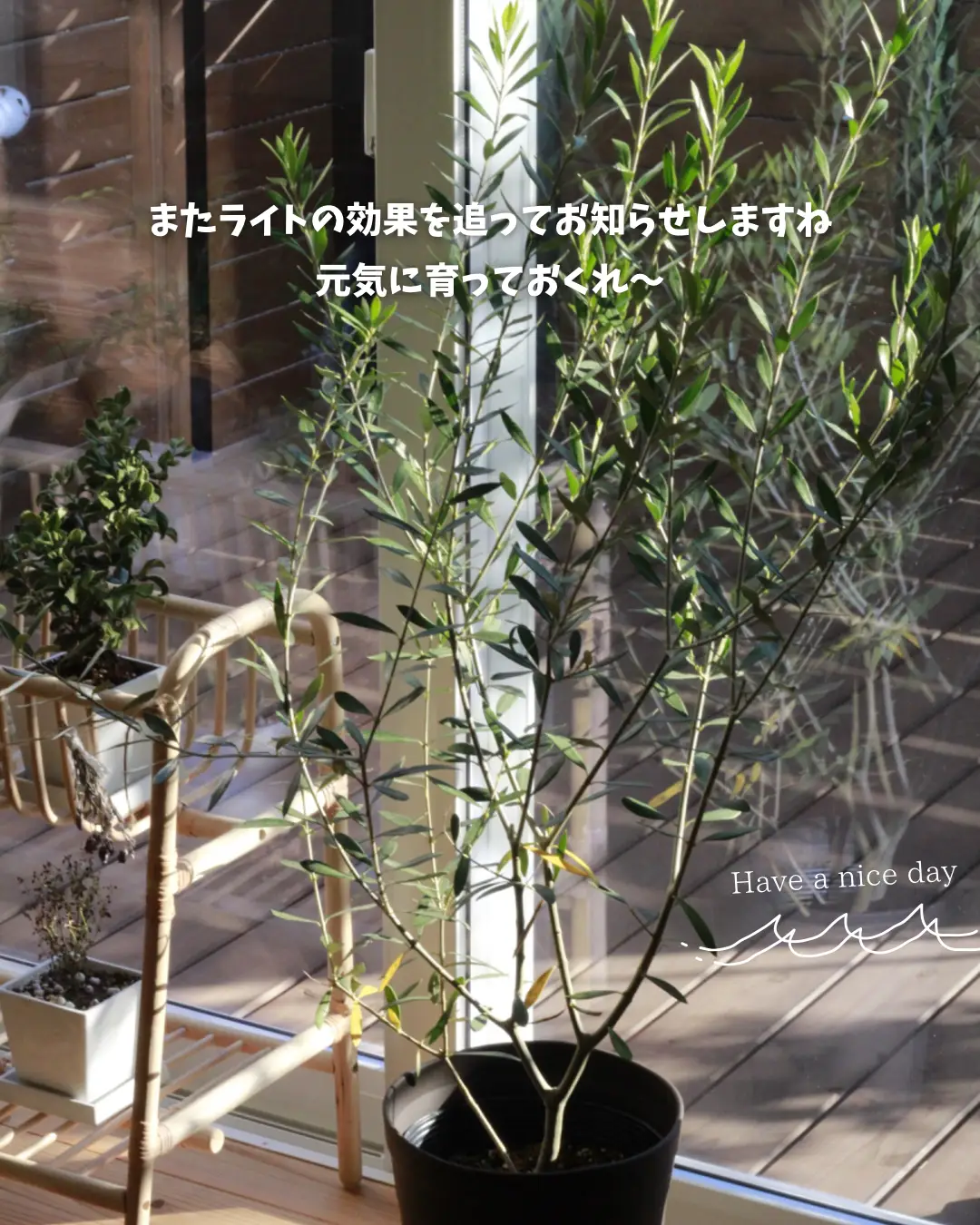 植物育成LEDライト | mitsu＿＿.が投稿したフォトブック | Lemon8