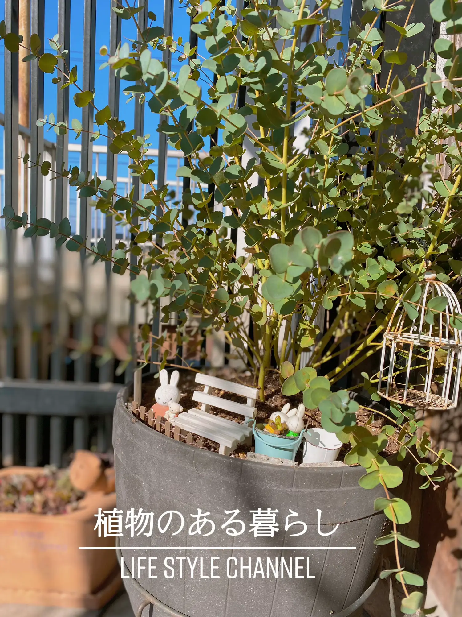 いい天気ですね   庭の鉢植えのユーカリです。 #植物 #ユ | Kiyo が