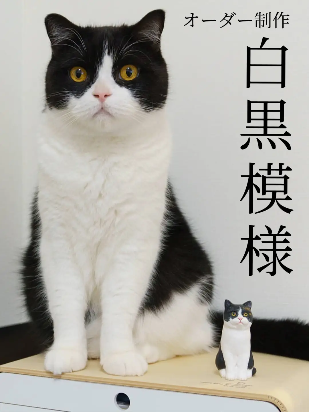 白黒模様の猫さん達 | ヒトミコ HITOMIKOが投稿したフォトブック | Lemon8