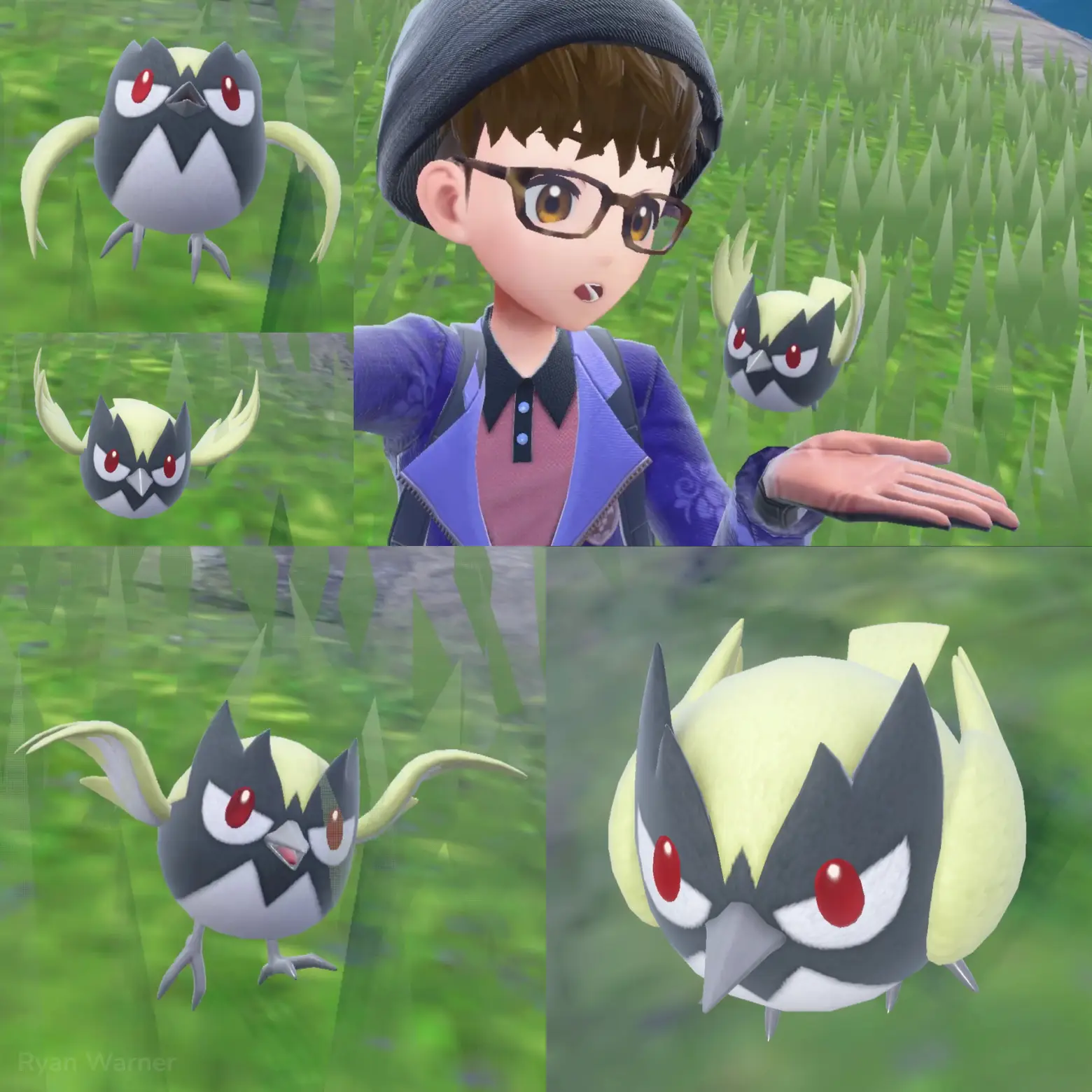 Rookidee  Pokédex