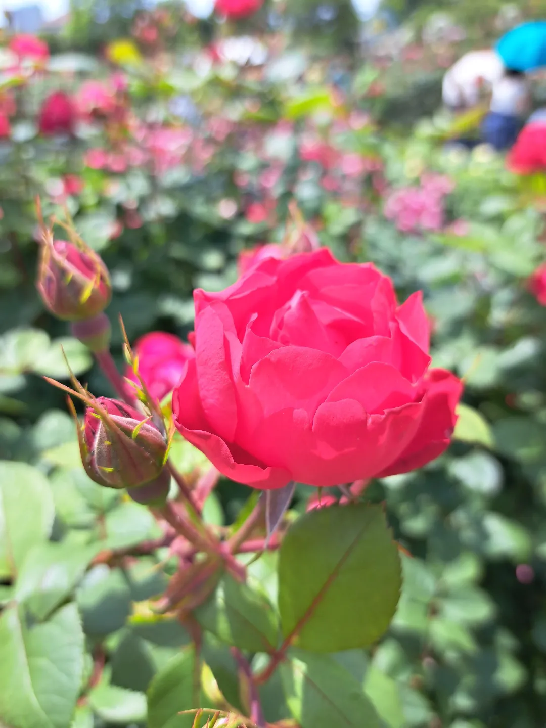 Keisei Rose Garden （京成バラ園）